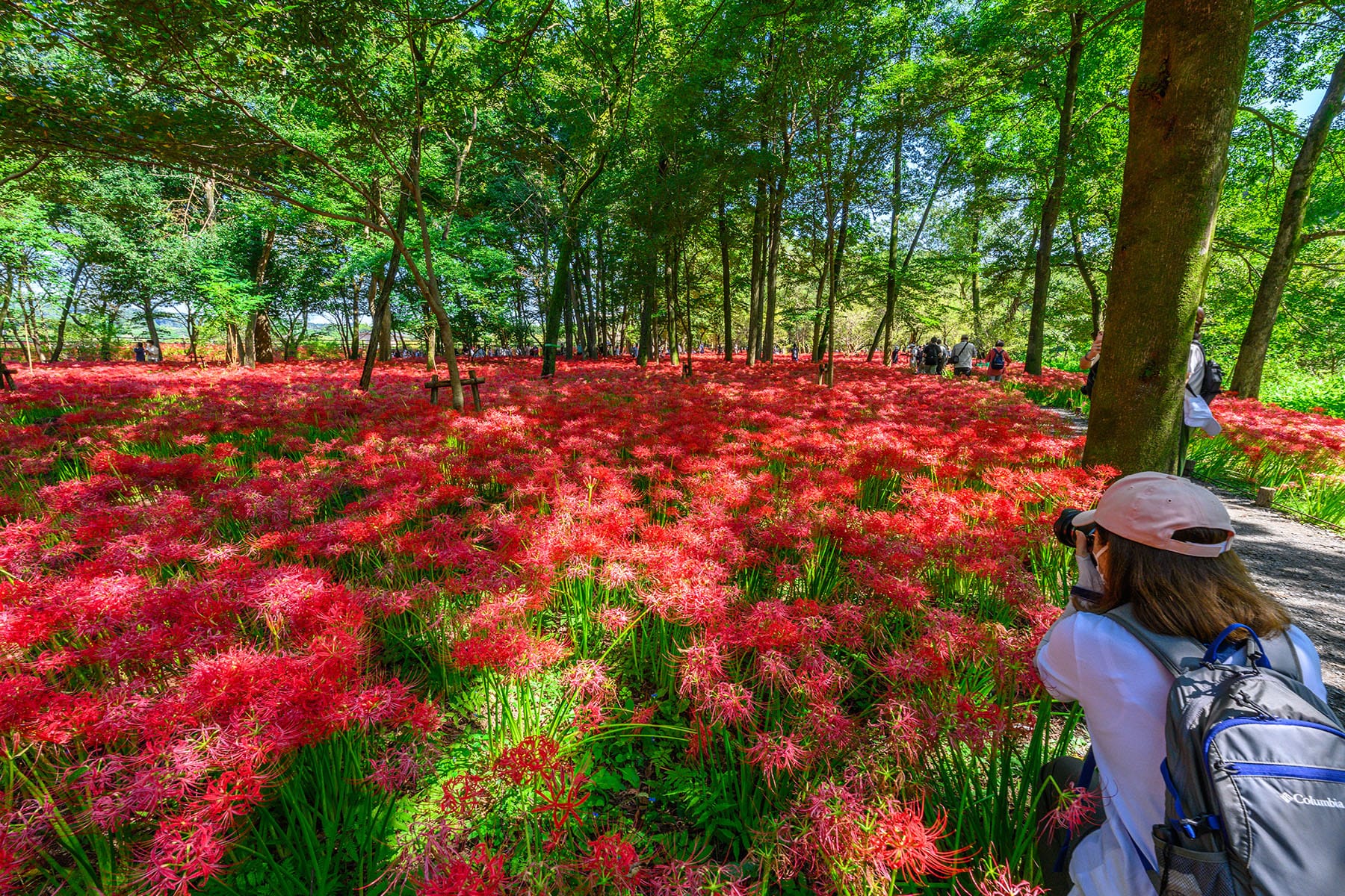 巾着田の曼珠沙華 【巾着田の曼珠沙華｜埼玉県日高市】| フォトさいたま