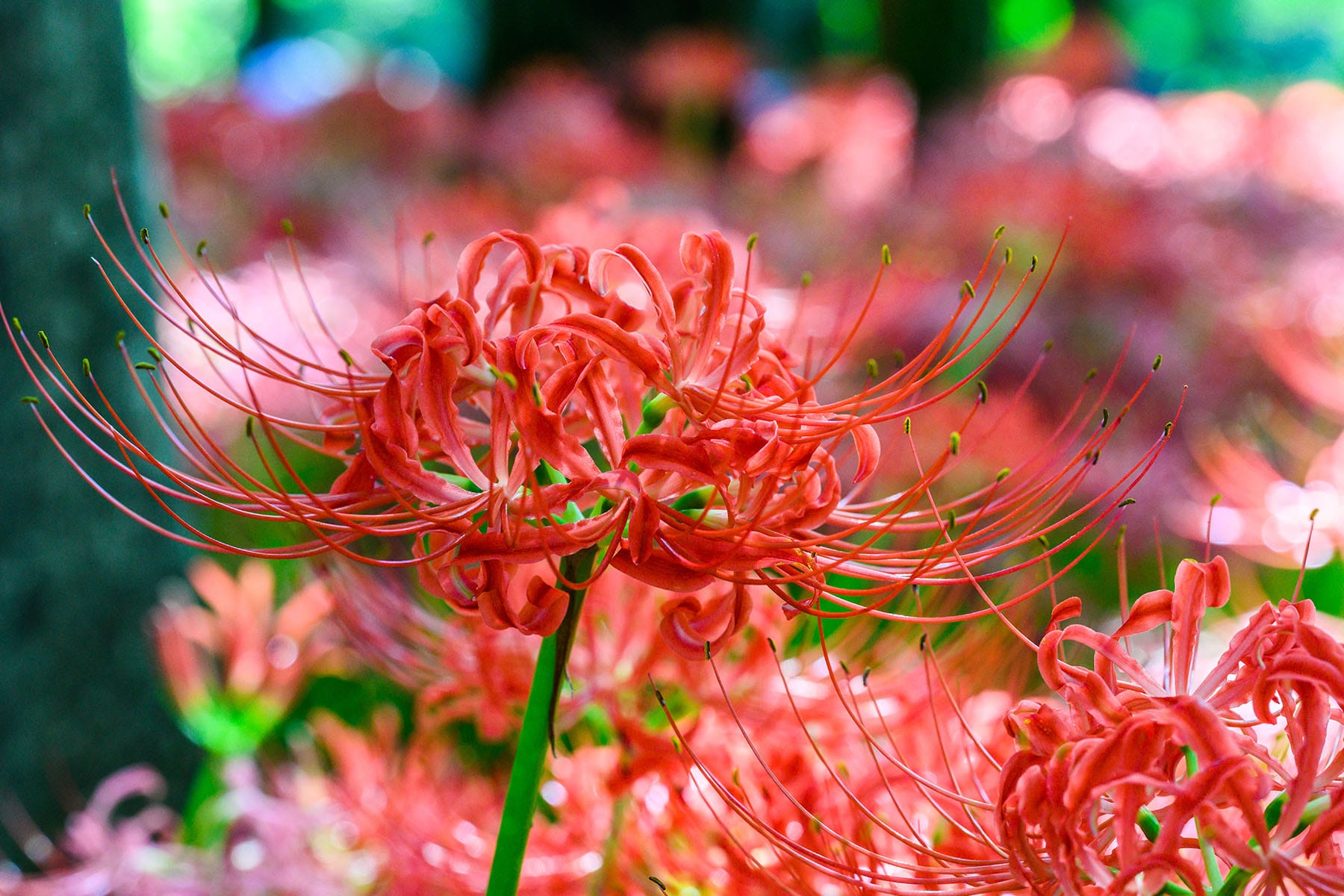 巾着田の曼珠沙華 【巾着田の曼珠沙華｜埼玉県日高市】| フォトさいたま