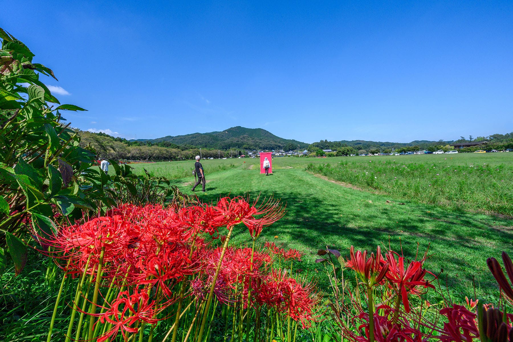 巾着田の曼珠沙華 【巾着田の曼珠沙華｜埼玉県日高市】| フォトさいたま