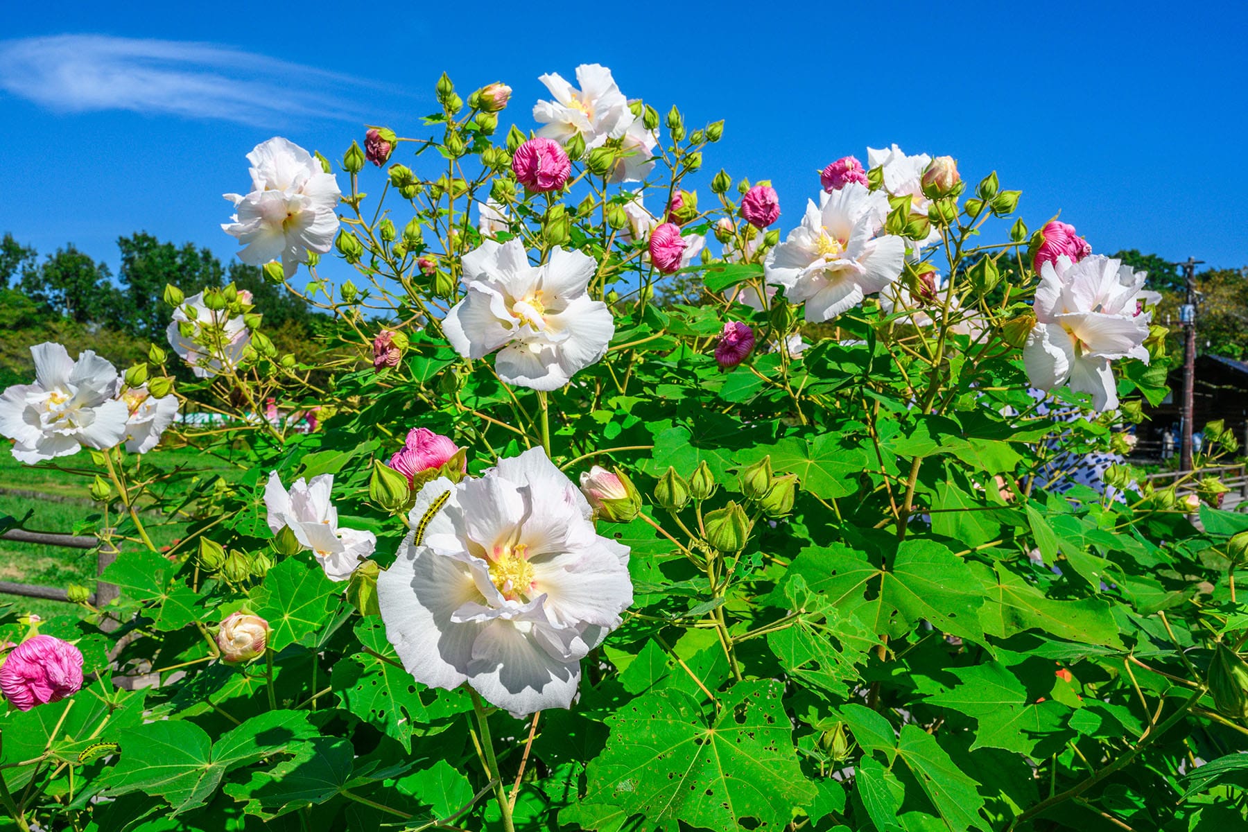 巾着田の曼珠沙華 【巾着田の曼珠沙華｜埼玉県日高市】| フォトさいたま