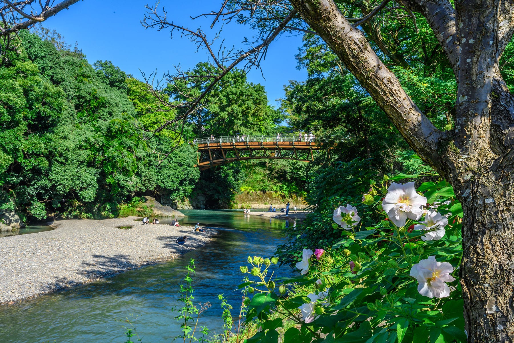 巾着田の曼珠沙華 【巾着田の曼珠沙華｜埼玉県日高市】| フォトさいたま