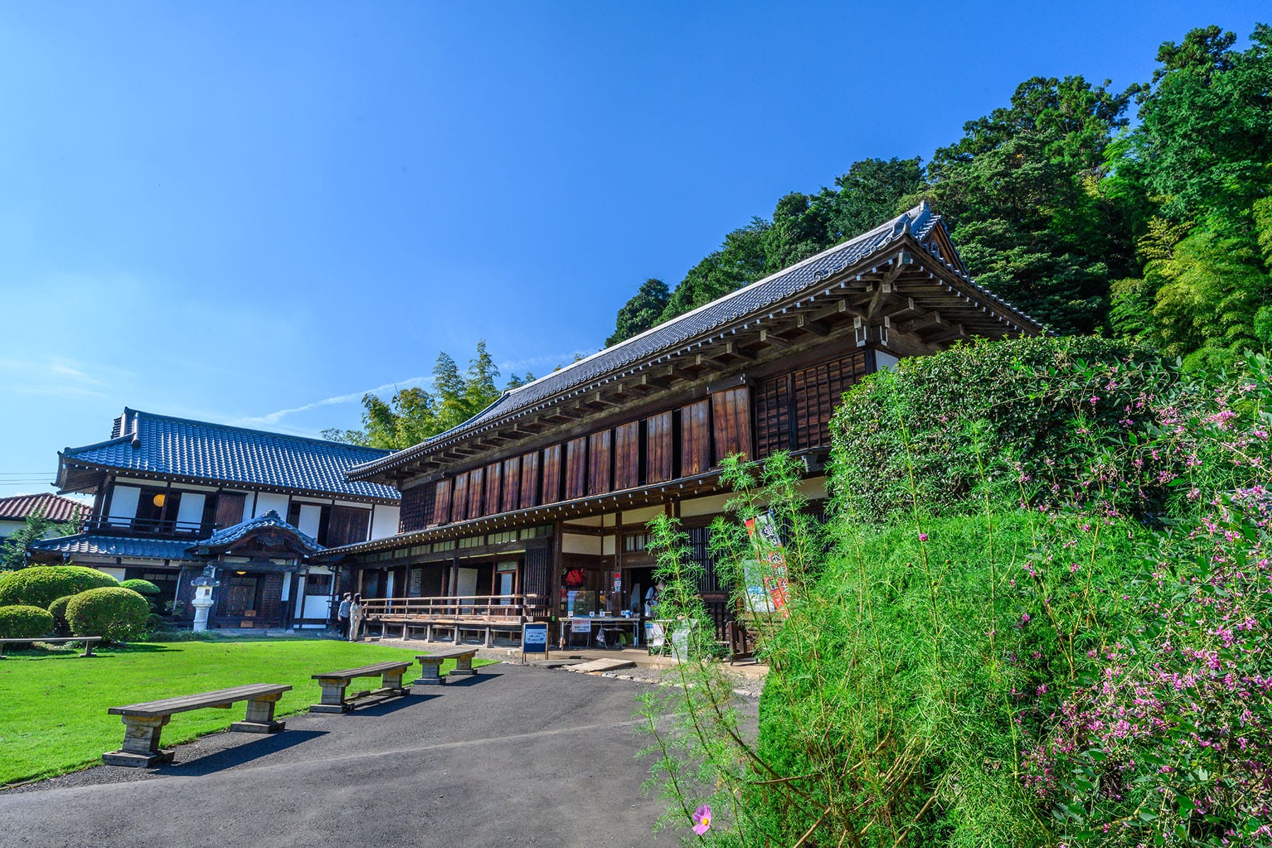 巾着田の曼珠沙華 【巾着田の曼珠沙華｜埼玉県日高市】| フォトさいたま