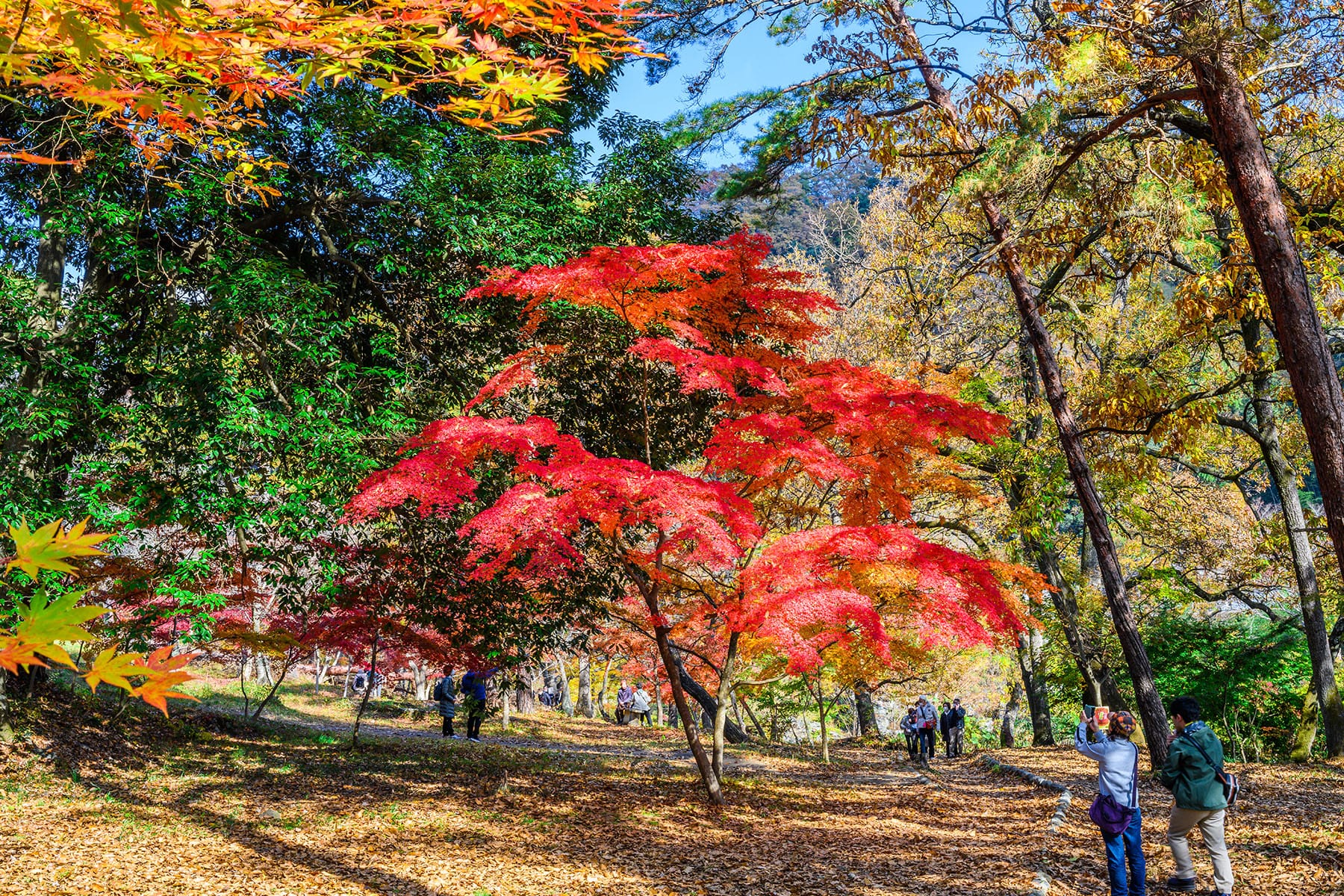 長瀞紅葉まつり【埼玉県秩父郡長瀞町】| フォトさいたま