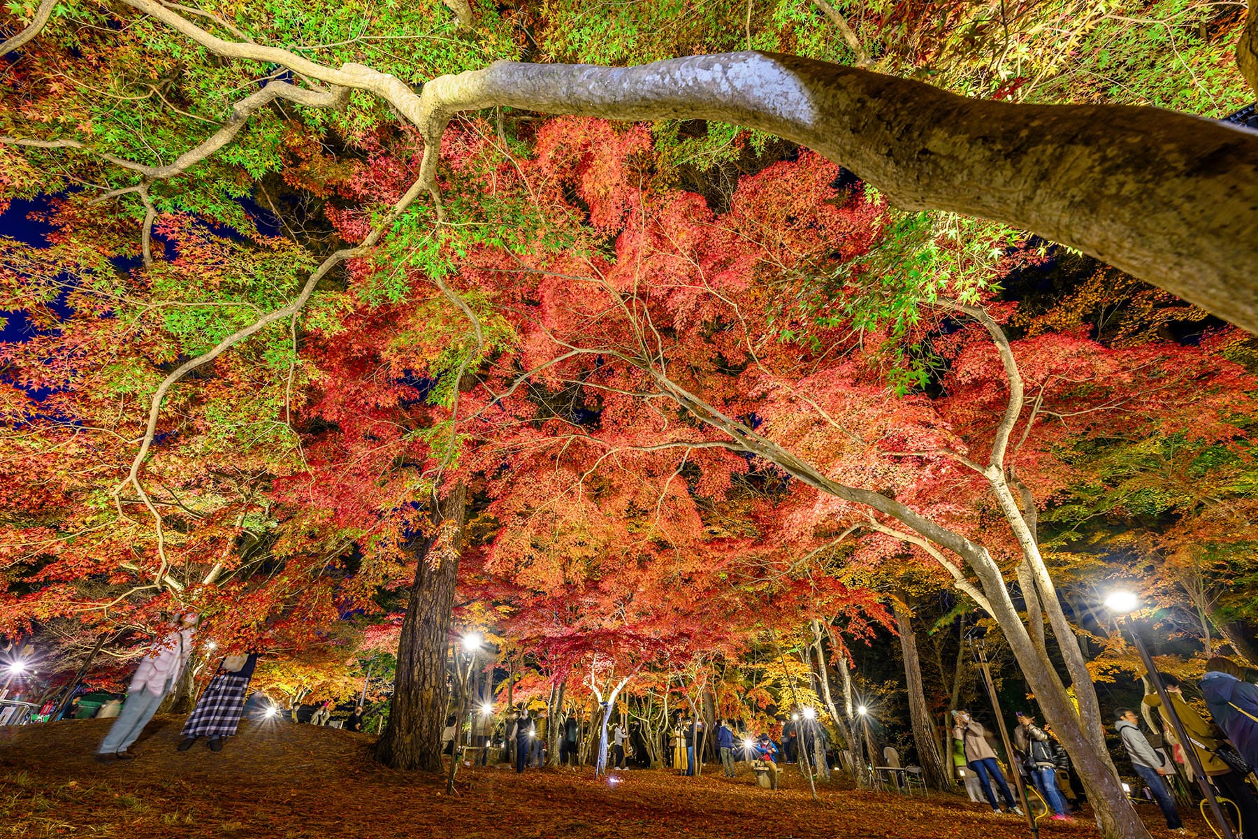 長瀞紅葉まつり【埼玉県秩父郡長瀞町】| フォトさいたま