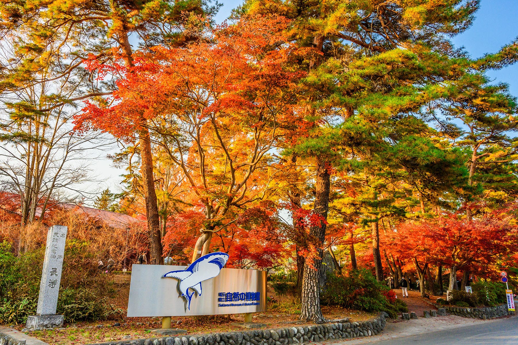 長瀞紅葉まつり【埼玉県秩父郡長瀞町】| フォトさいたま