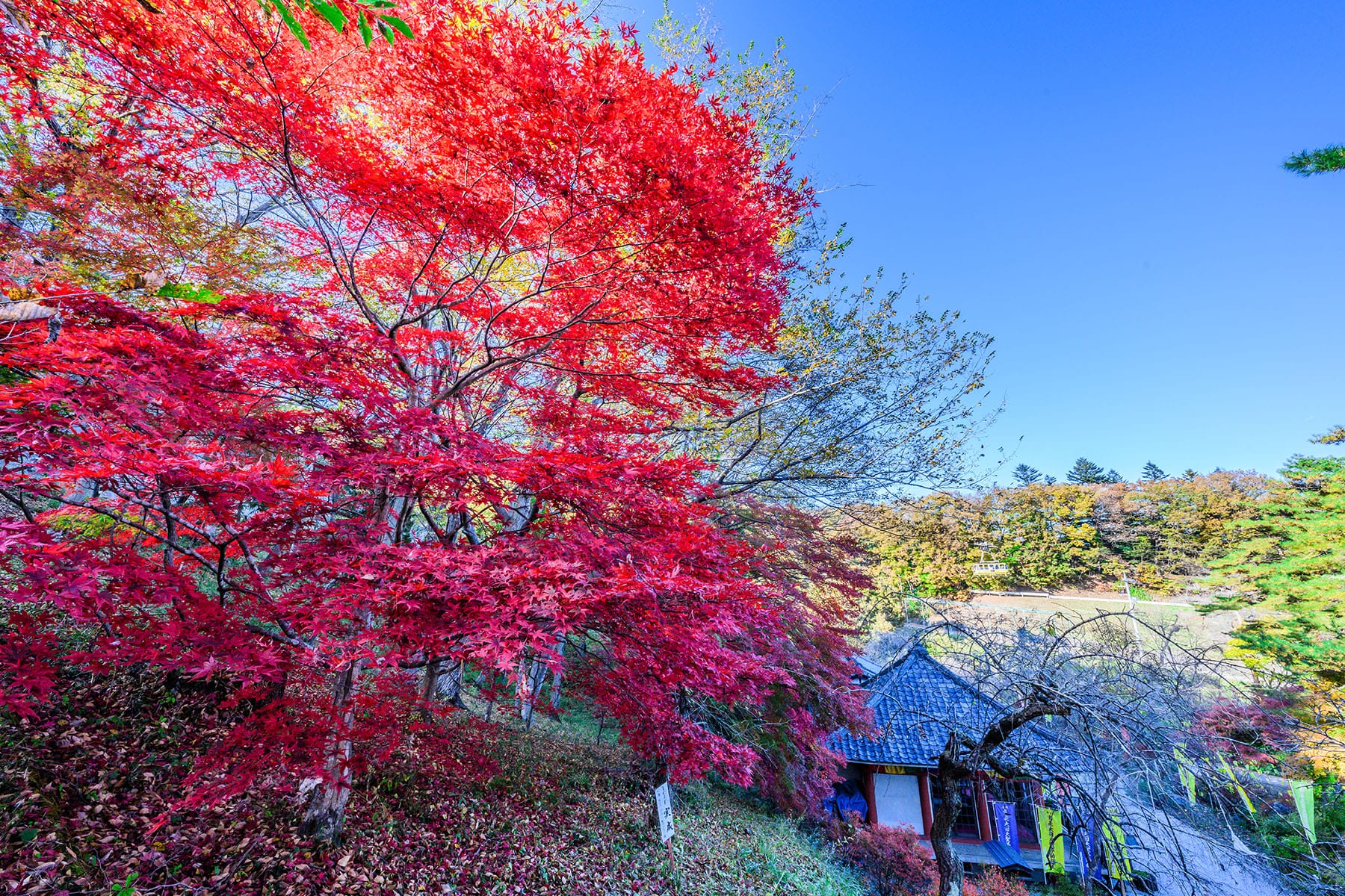 長瀞紅葉まつり【埼玉県秩父郡長瀞町】| フォトさいたま