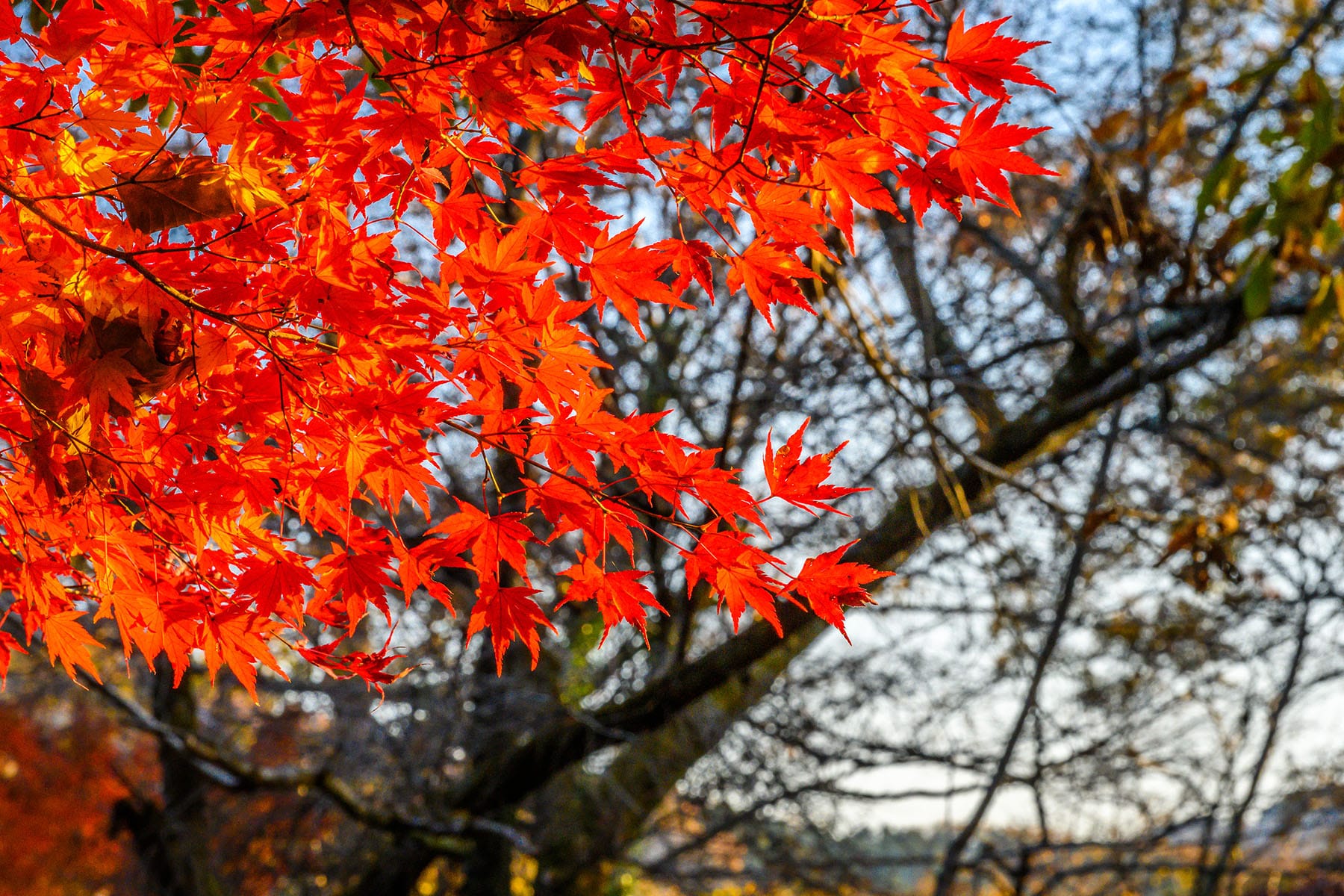 長瀞紅葉まつり【埼玉県秩父郡長瀞町】| フォトさいたま