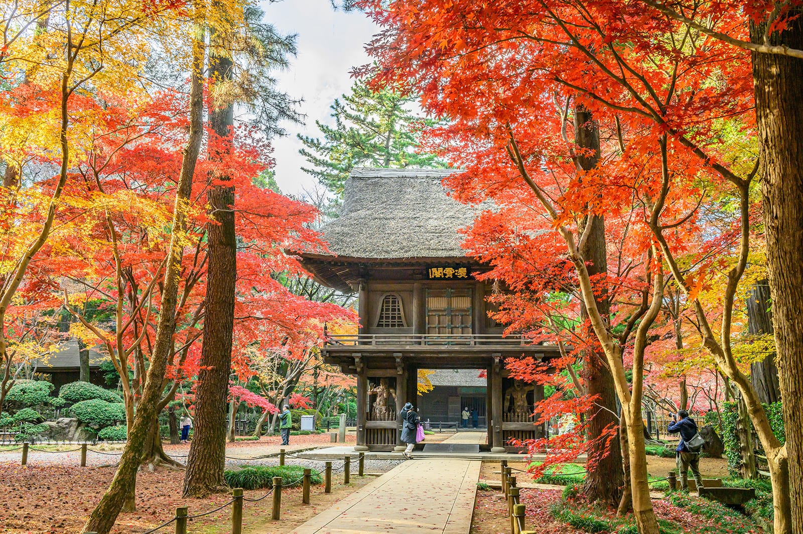 平林寺の紅葉【埼玉県新座市】 | フォトさいたま