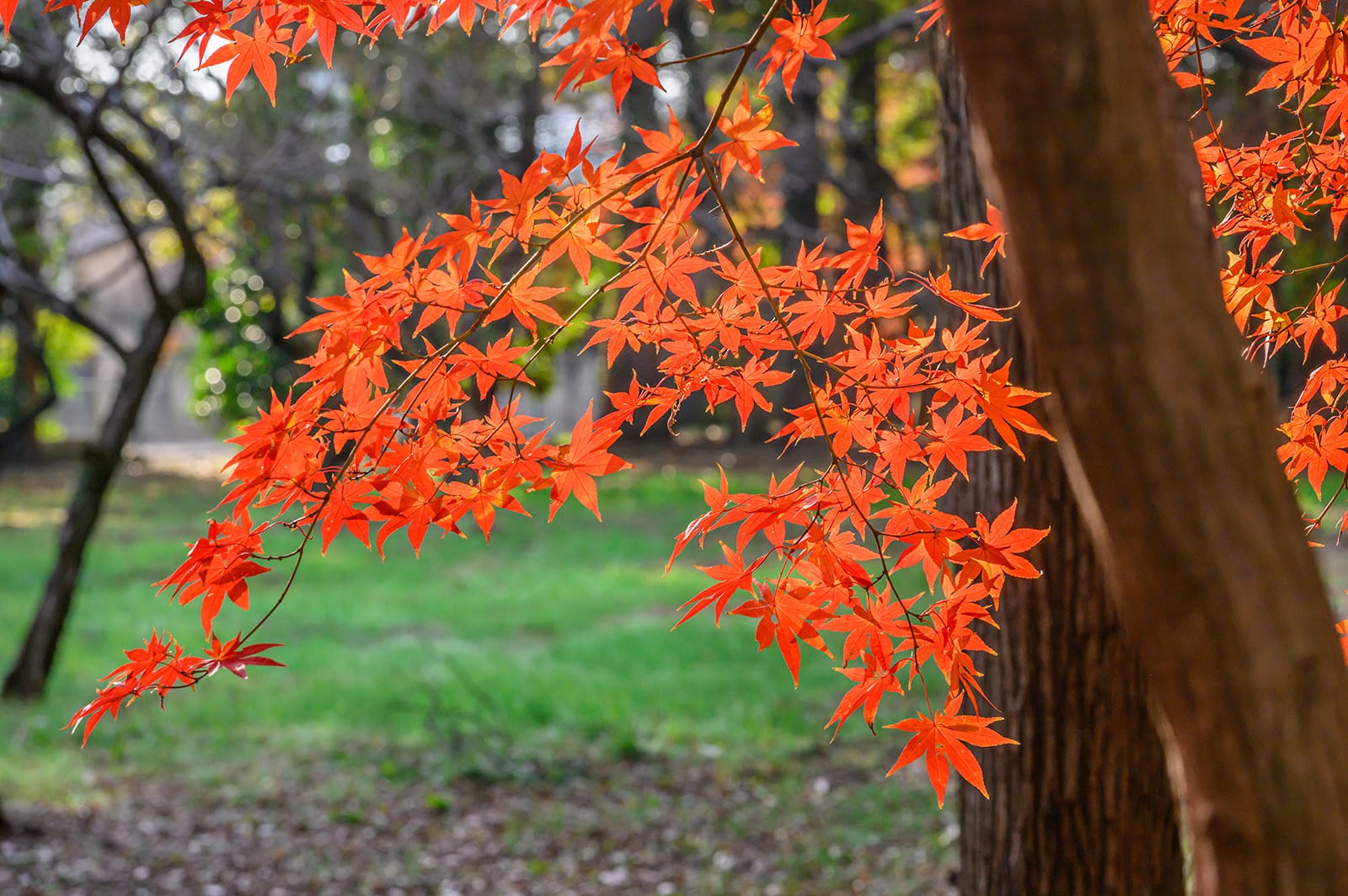 平林寺の紅葉【埼玉県新座市】 | フォトさいたま