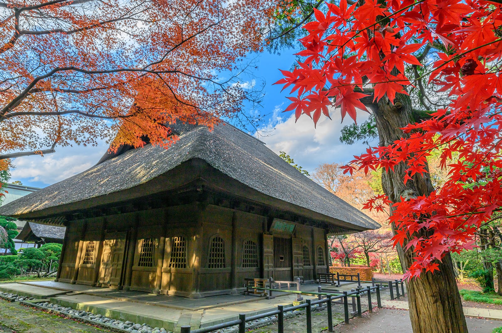 平林寺の紅葉【埼玉県新座市】 | フォトさいたま