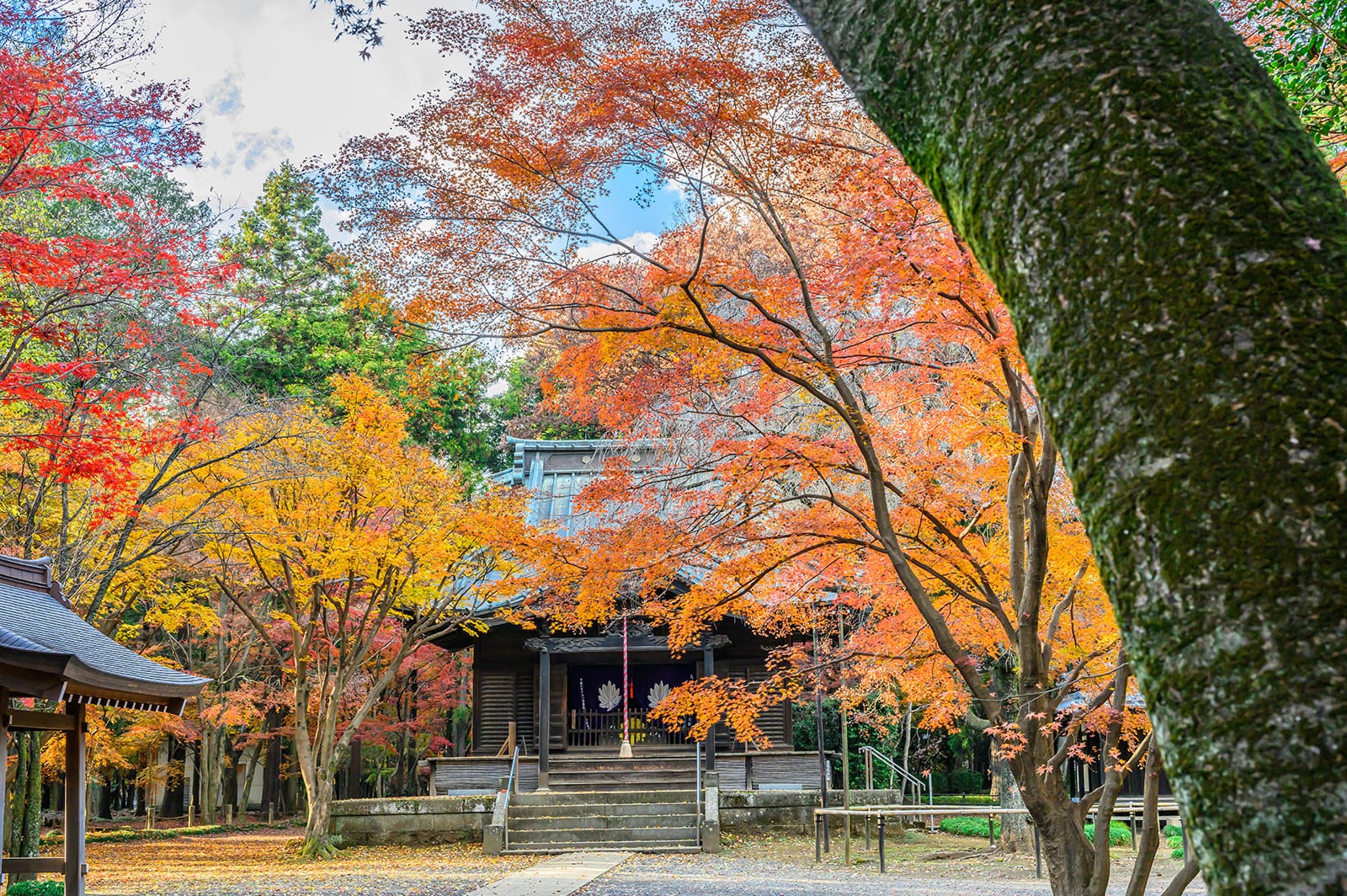 平林寺の紅葉【埼玉県新座市】 | フォトさいたま