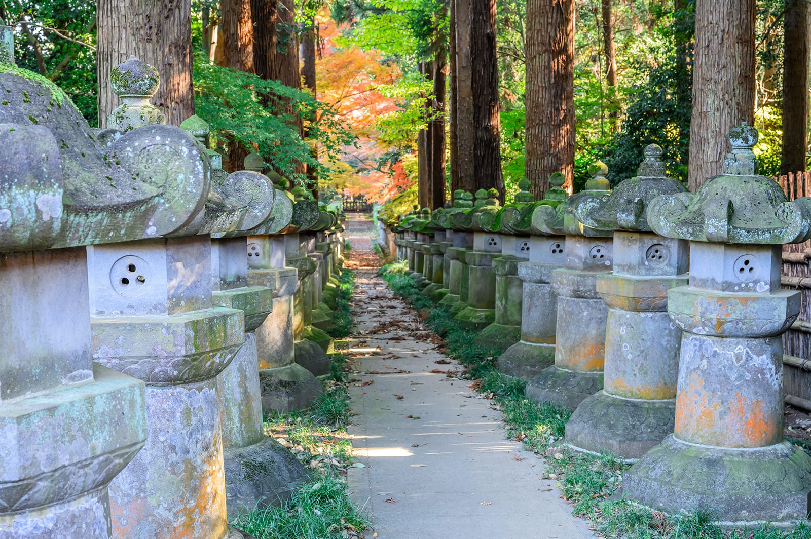 平林寺の紅葉【埼玉県新座市】 | フォトさいたま