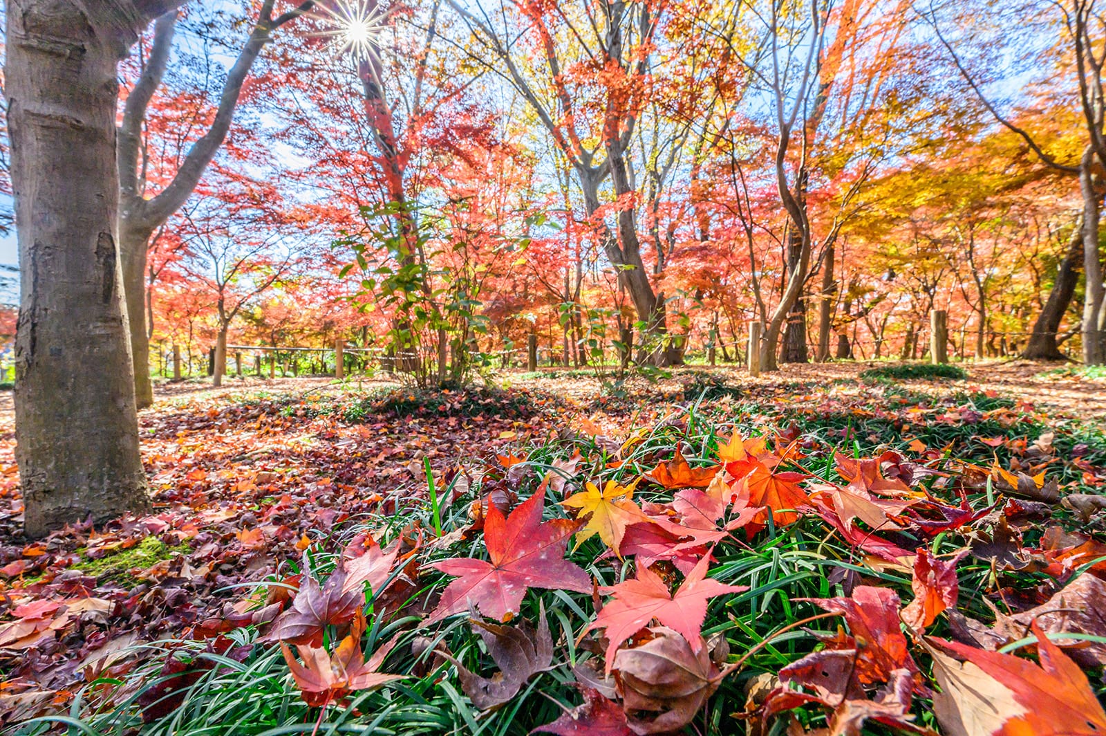 平林寺の紅葉【埼玉県新座市】 | フォトさいたま