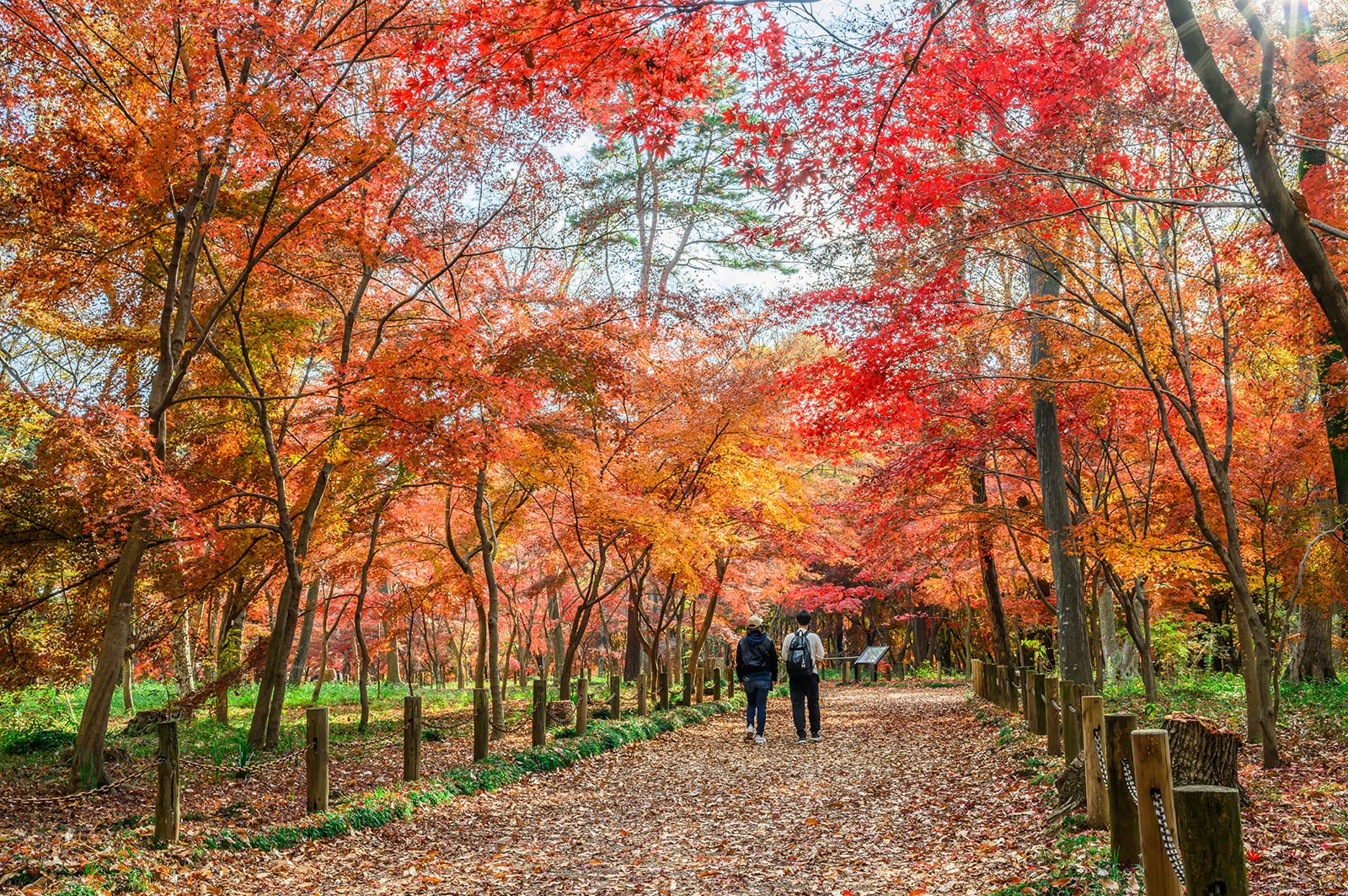 平林寺の紅葉【埼玉県新座市】 | フォトさいたま