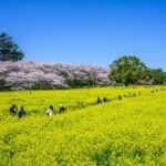 幸手権現堂桜まつり 【埼玉県幸手市】| フォトさいたま