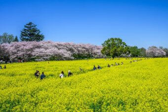 幸手権現堂桜まつり