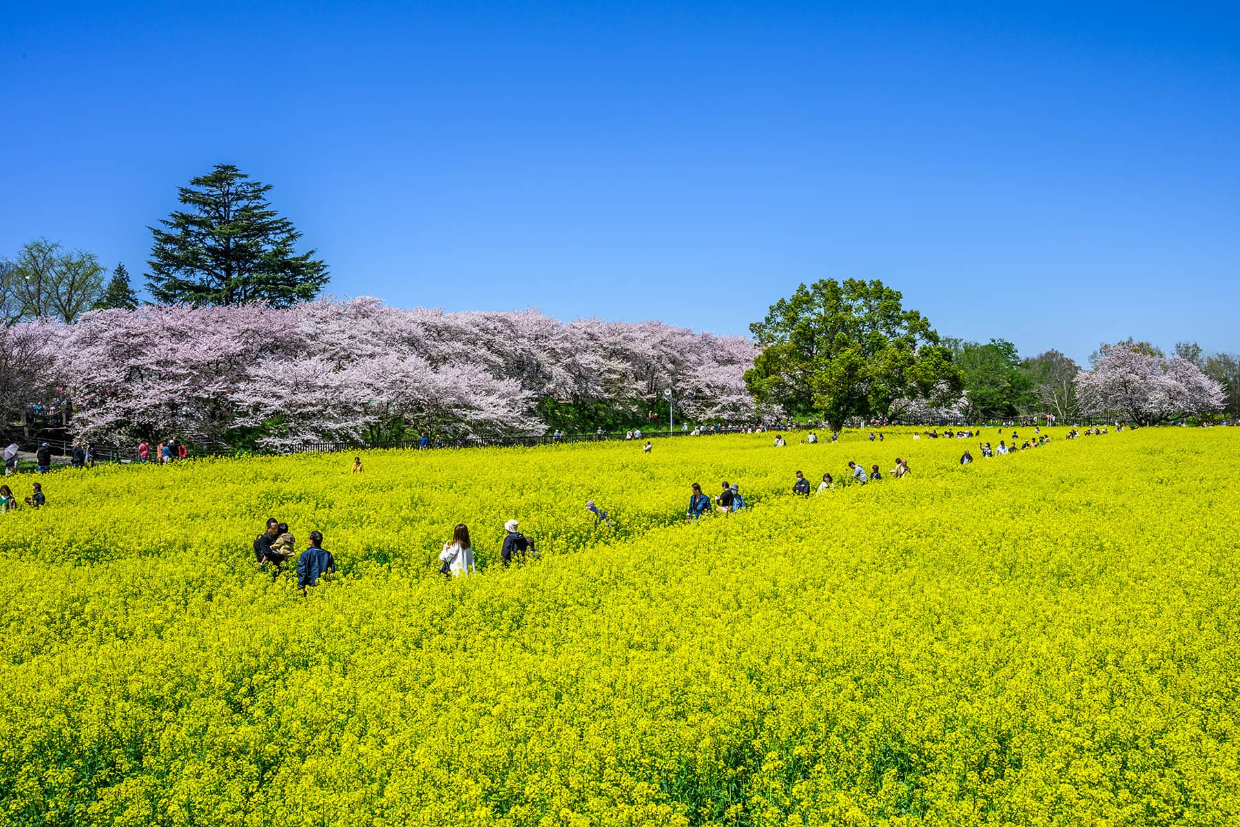 幸手権現堂桜まつり 【埼玉県幸手市】| フォトさいたま