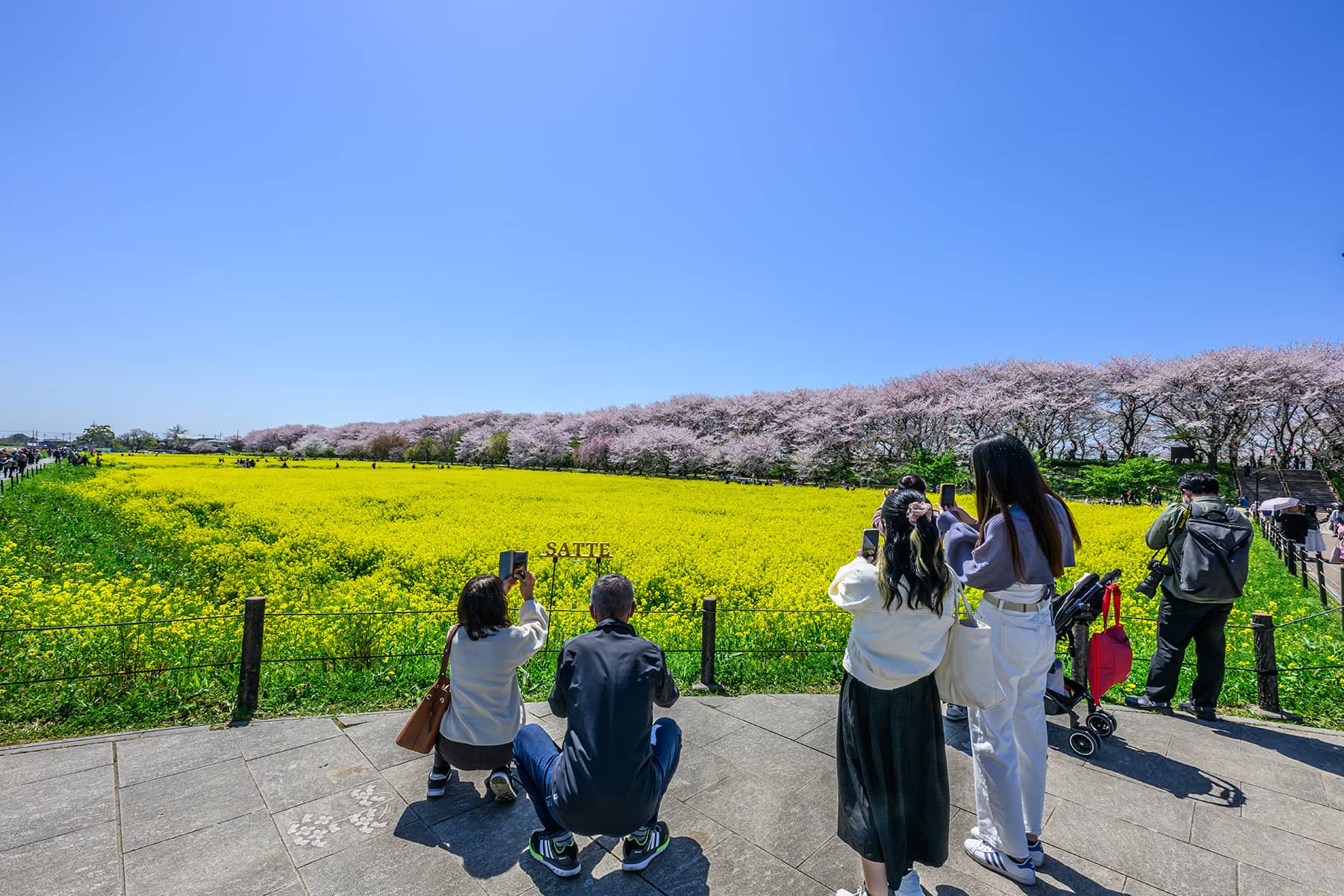 幸手権現堂桜まつり 【埼玉県幸手市】| フォトさいたま