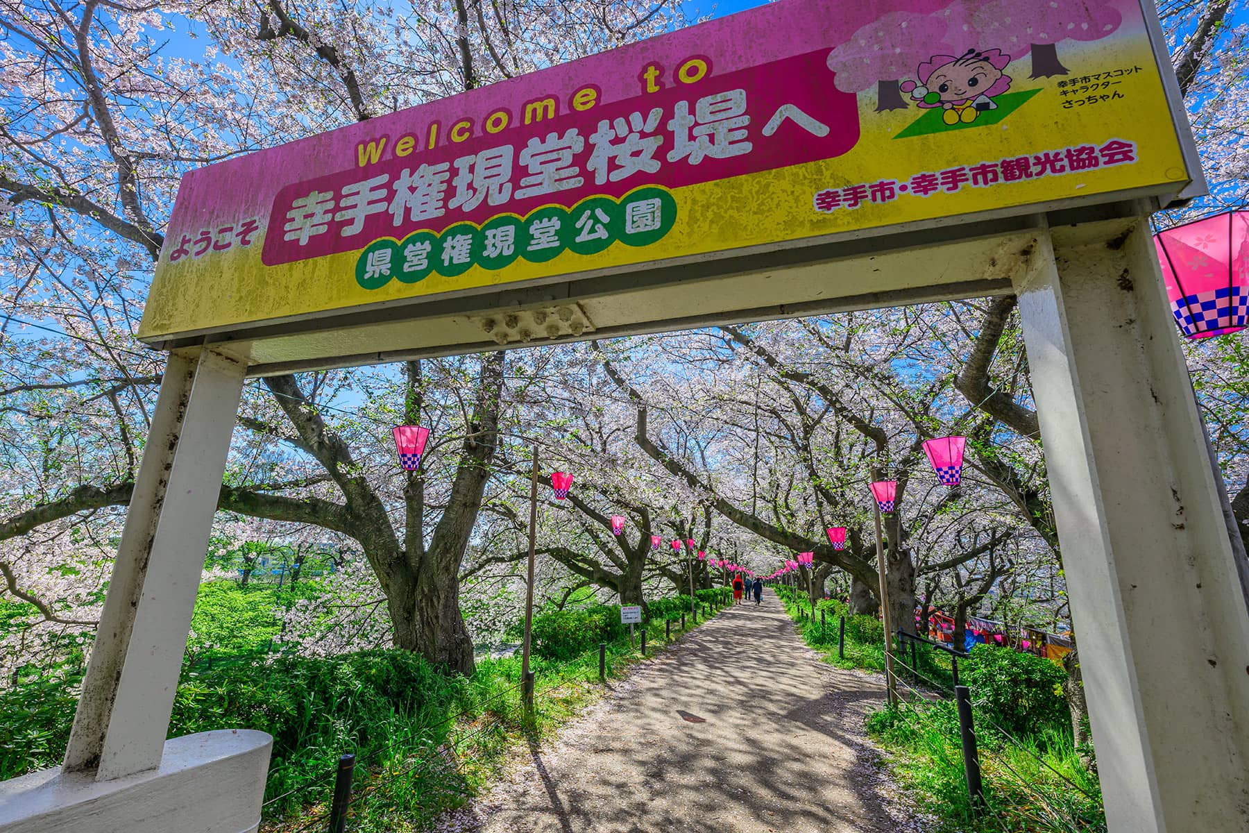 幸手権現堂桜まつり 【埼玉県幸手市】| フォトさいたま