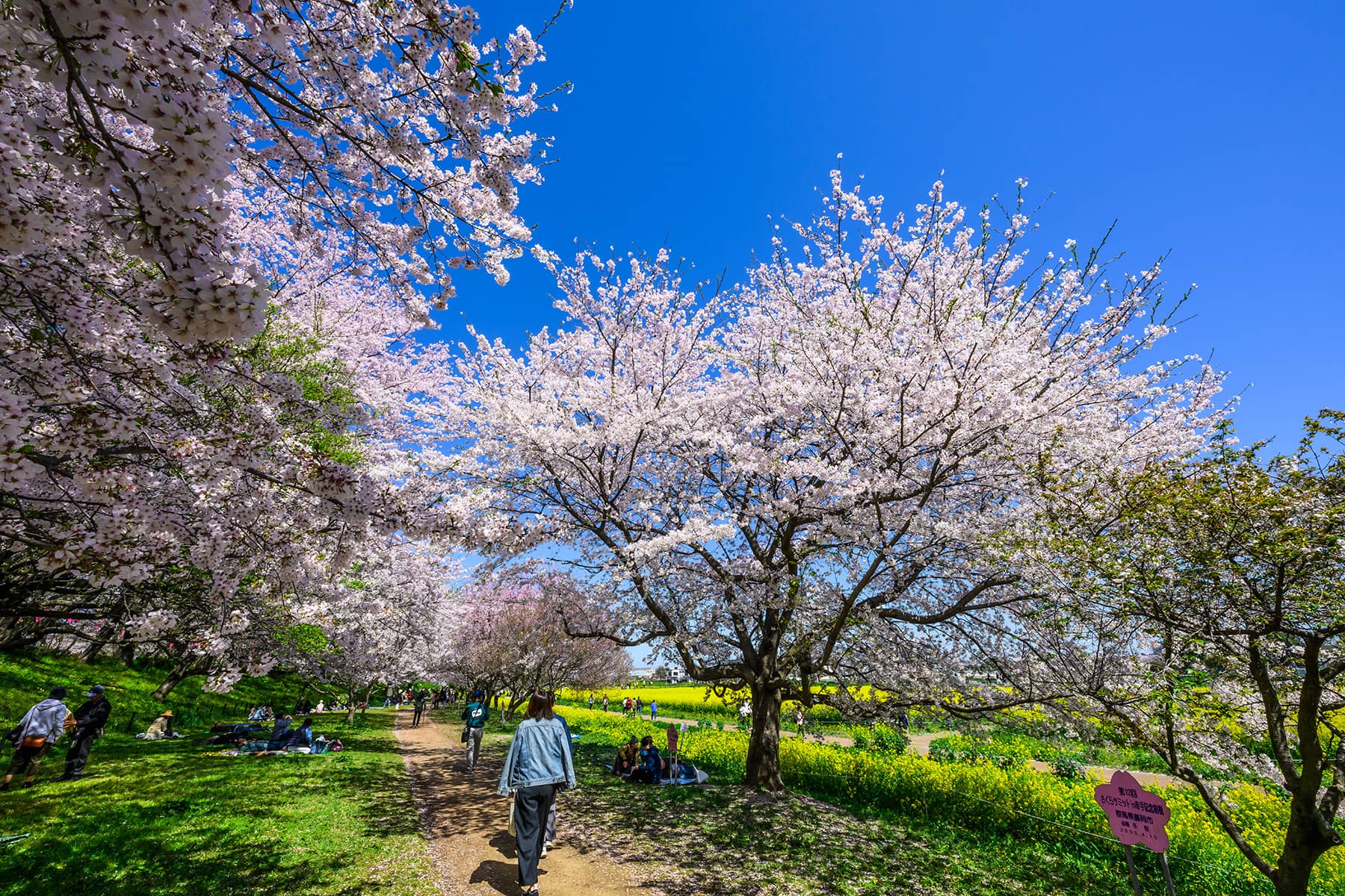 幸手権現堂桜まつり 【埼玉県幸手市】| フォトさいたま