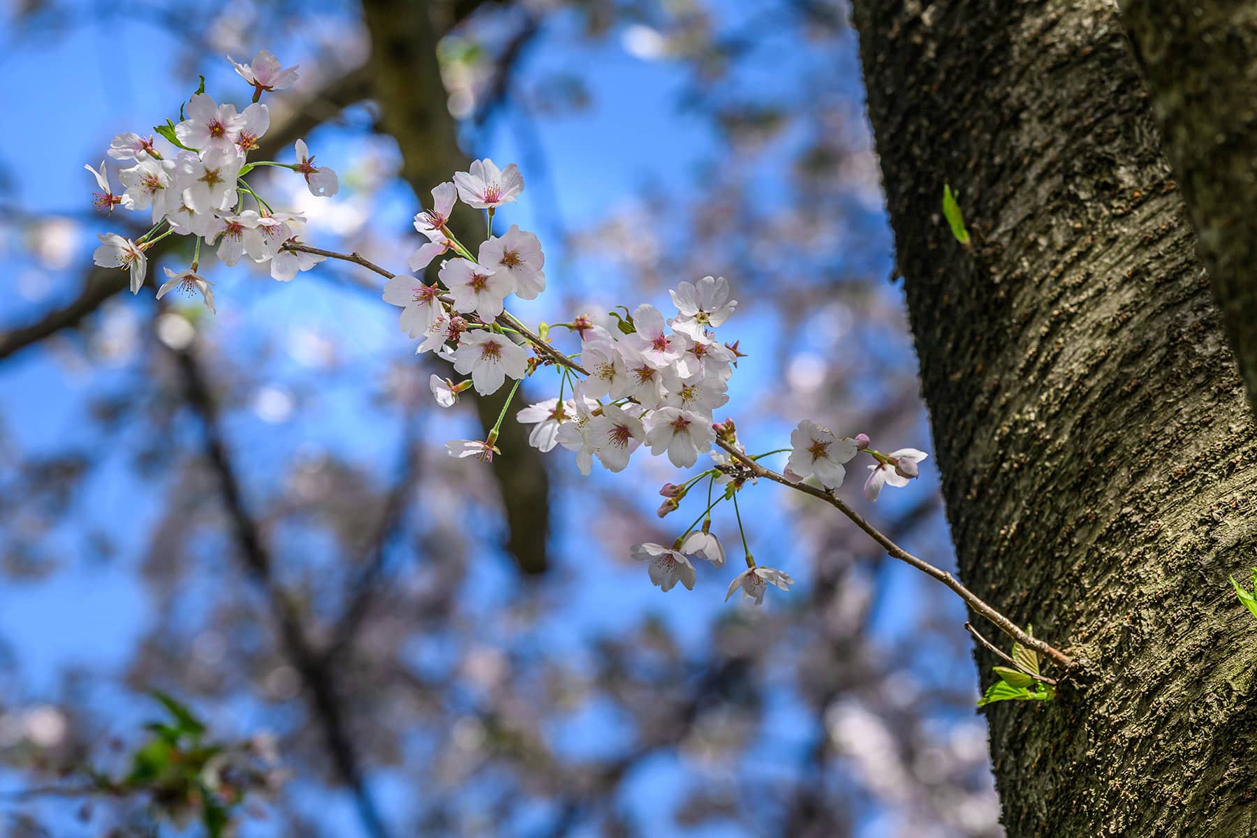 幸手権現堂桜まつり 【埼玉県幸手市】| フォトさいたま