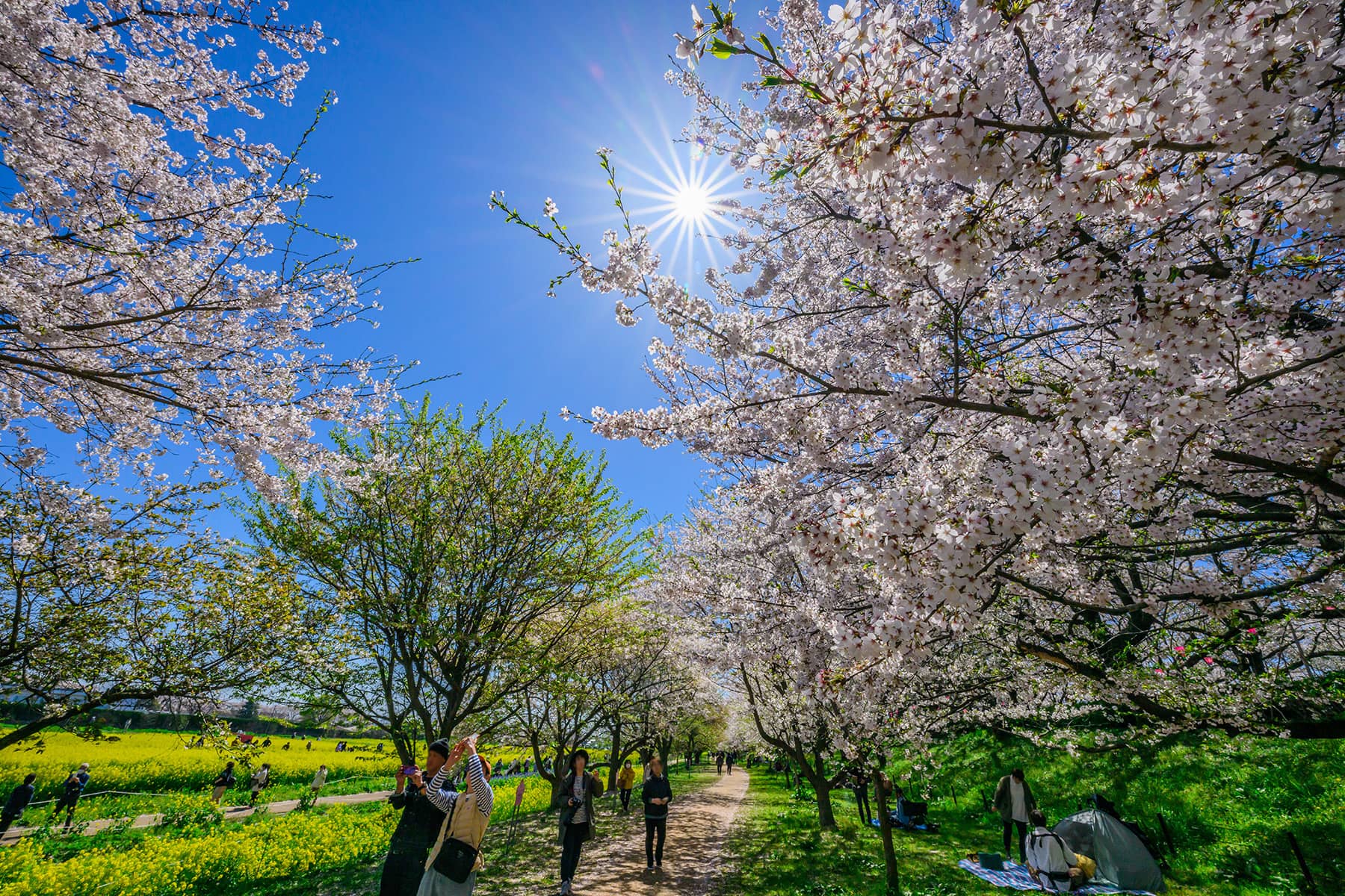 幸手権現堂桜まつり 【埼玉県幸手市】| フォトさいたま