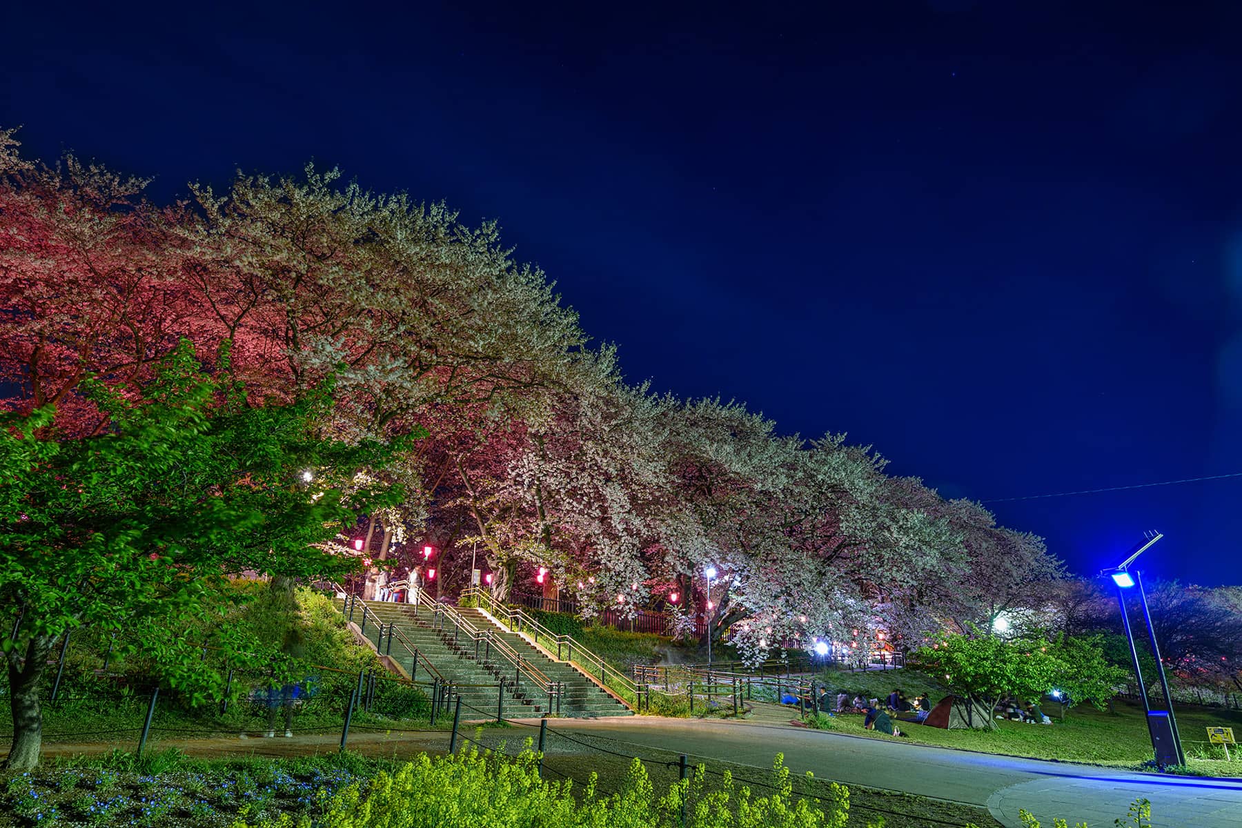 幸手権現堂桜まつり 【埼玉県幸手市】| フォトさいたま