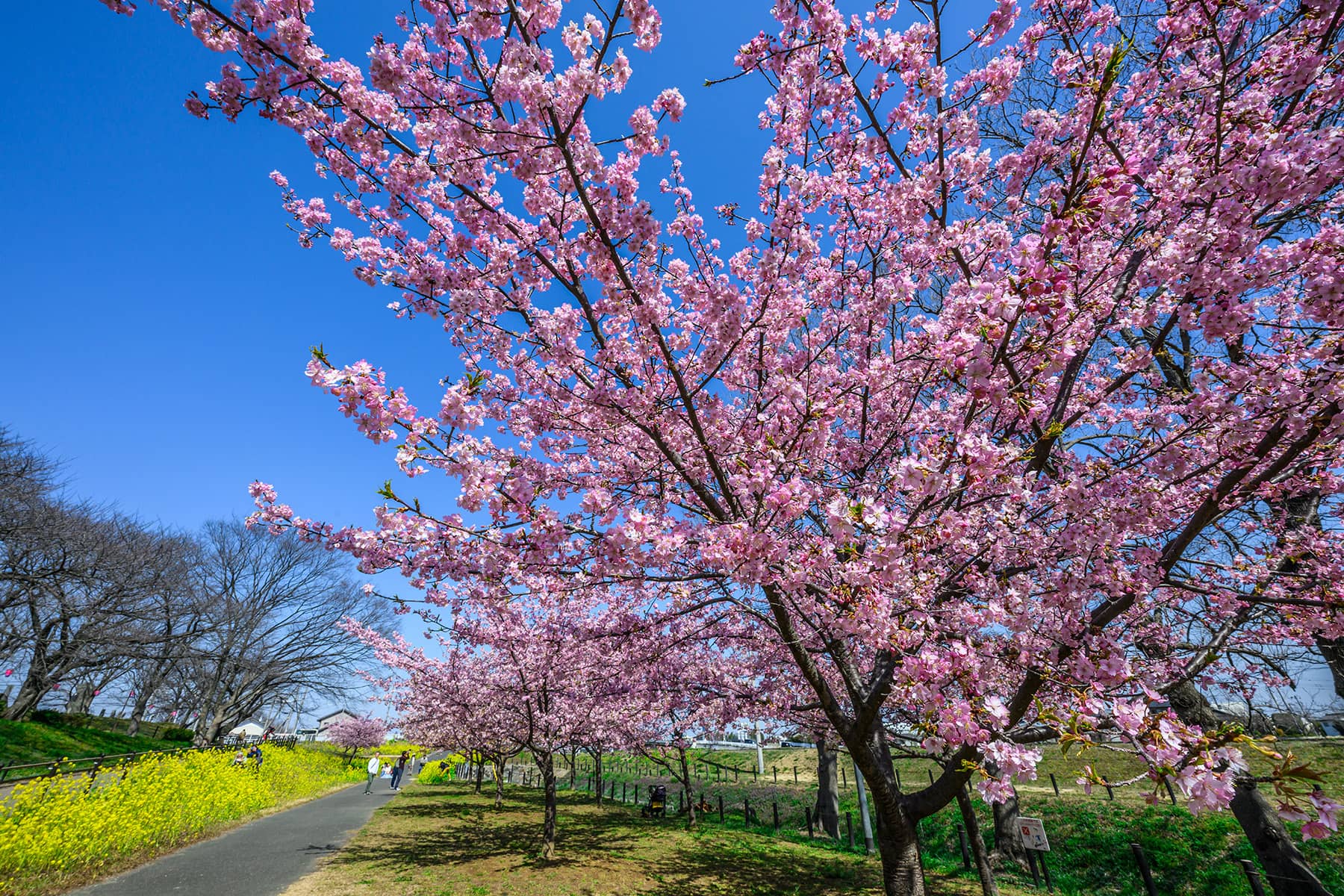 幸手権現堂桜まつり 【埼玉県幸手市】| フォトさいたま