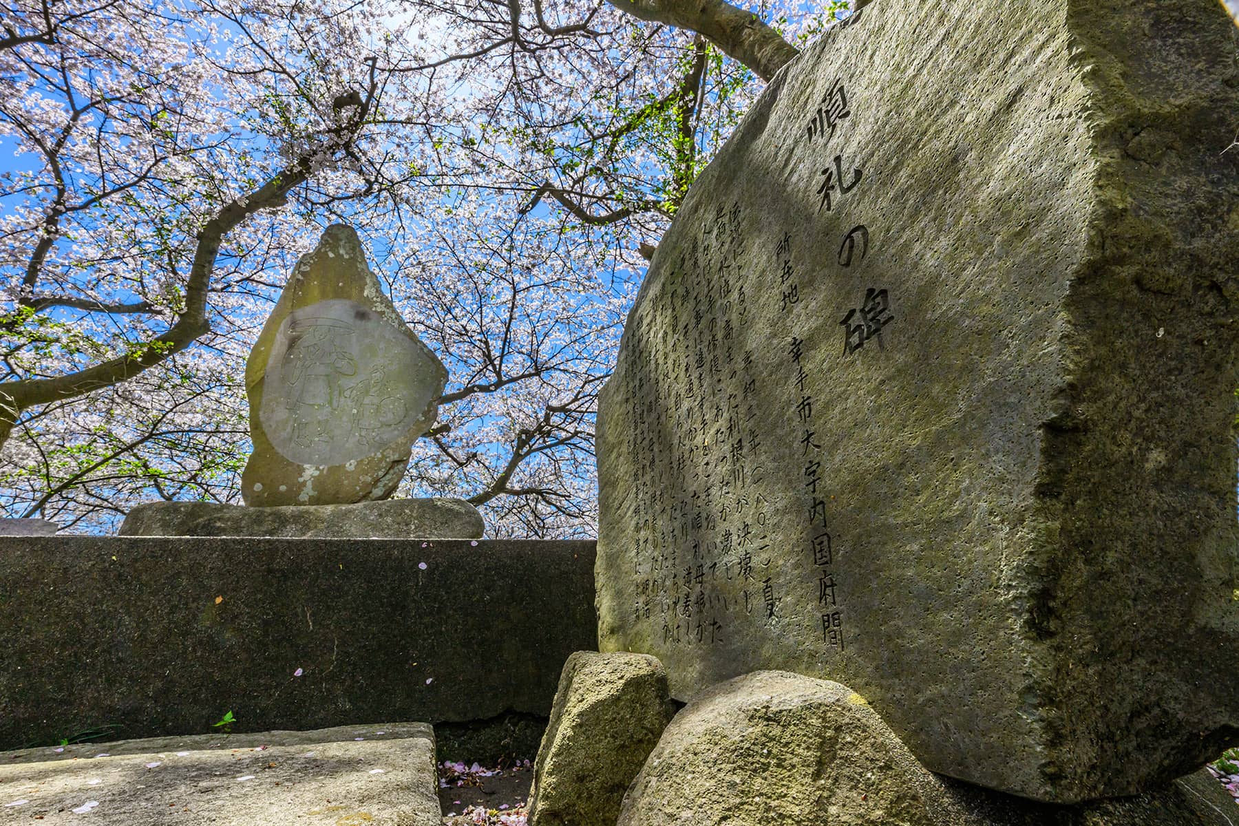 幸手権現堂桜まつり 【埼玉県幸手市】| フォトさいたま