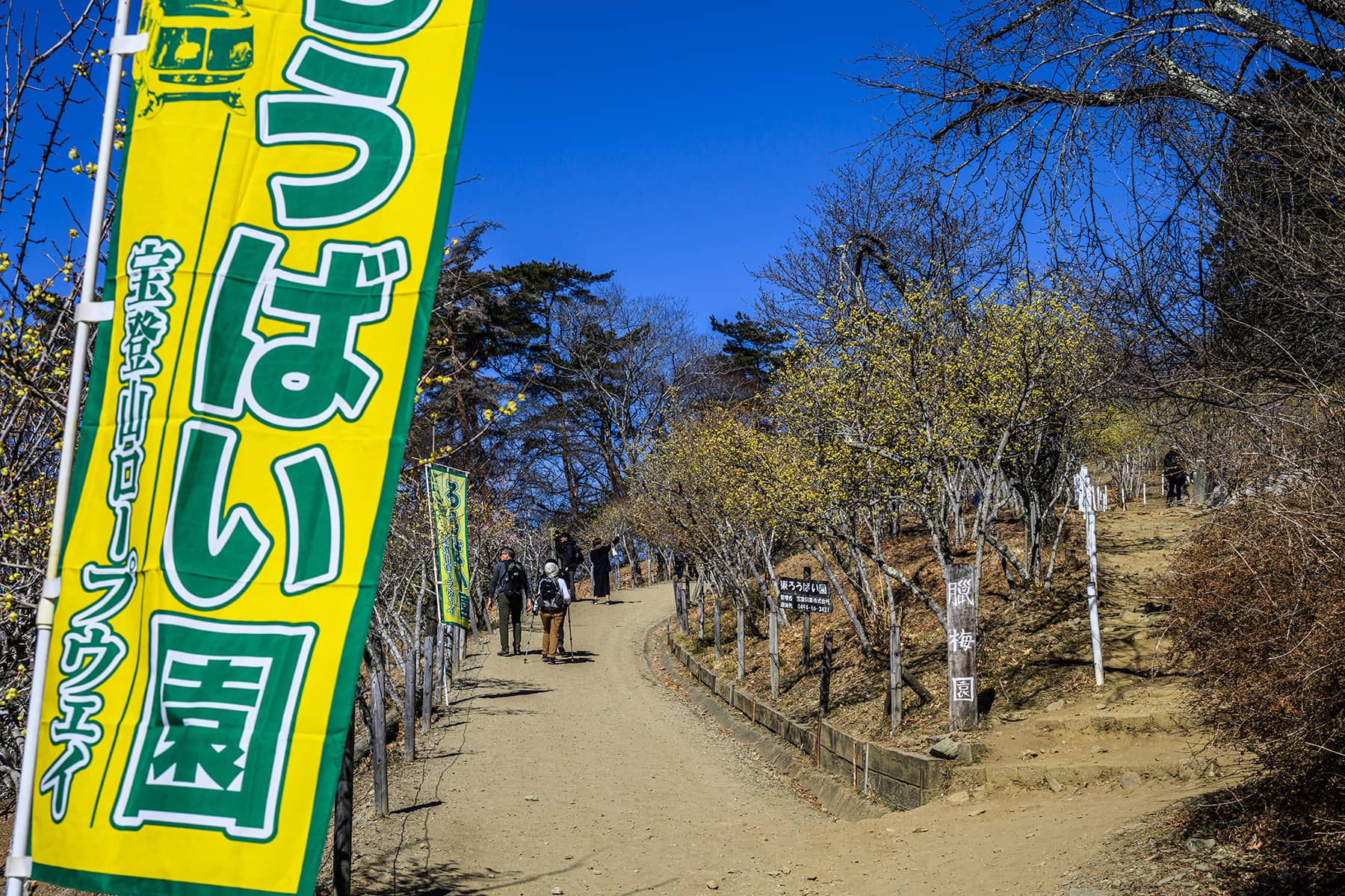 宝登山の臘梅(ロウバイ)園 【埼玉県秩父郡長瀞町】| フォトさいたま