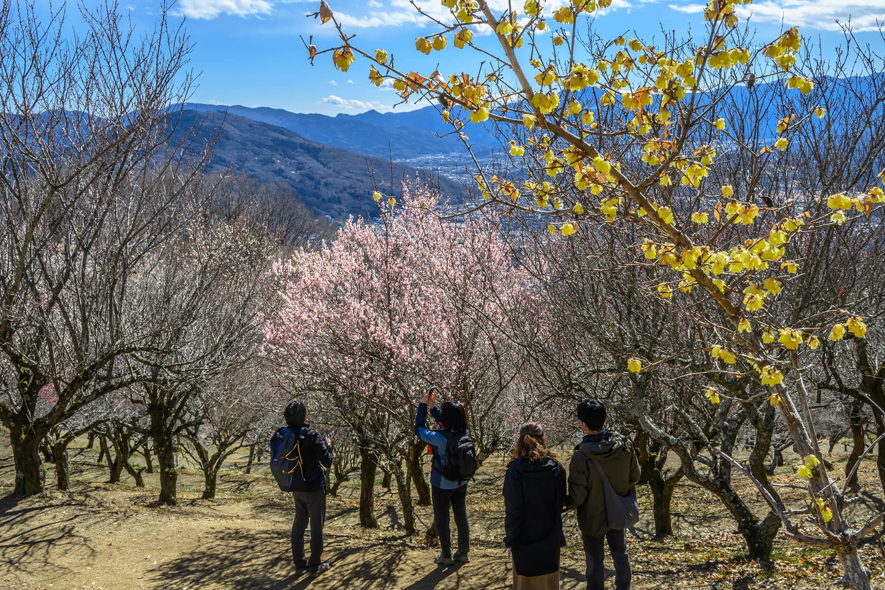 宝登山の臘梅(ロウバイ)園 【埼玉県秩父郡長瀞町】| フォトさいたま