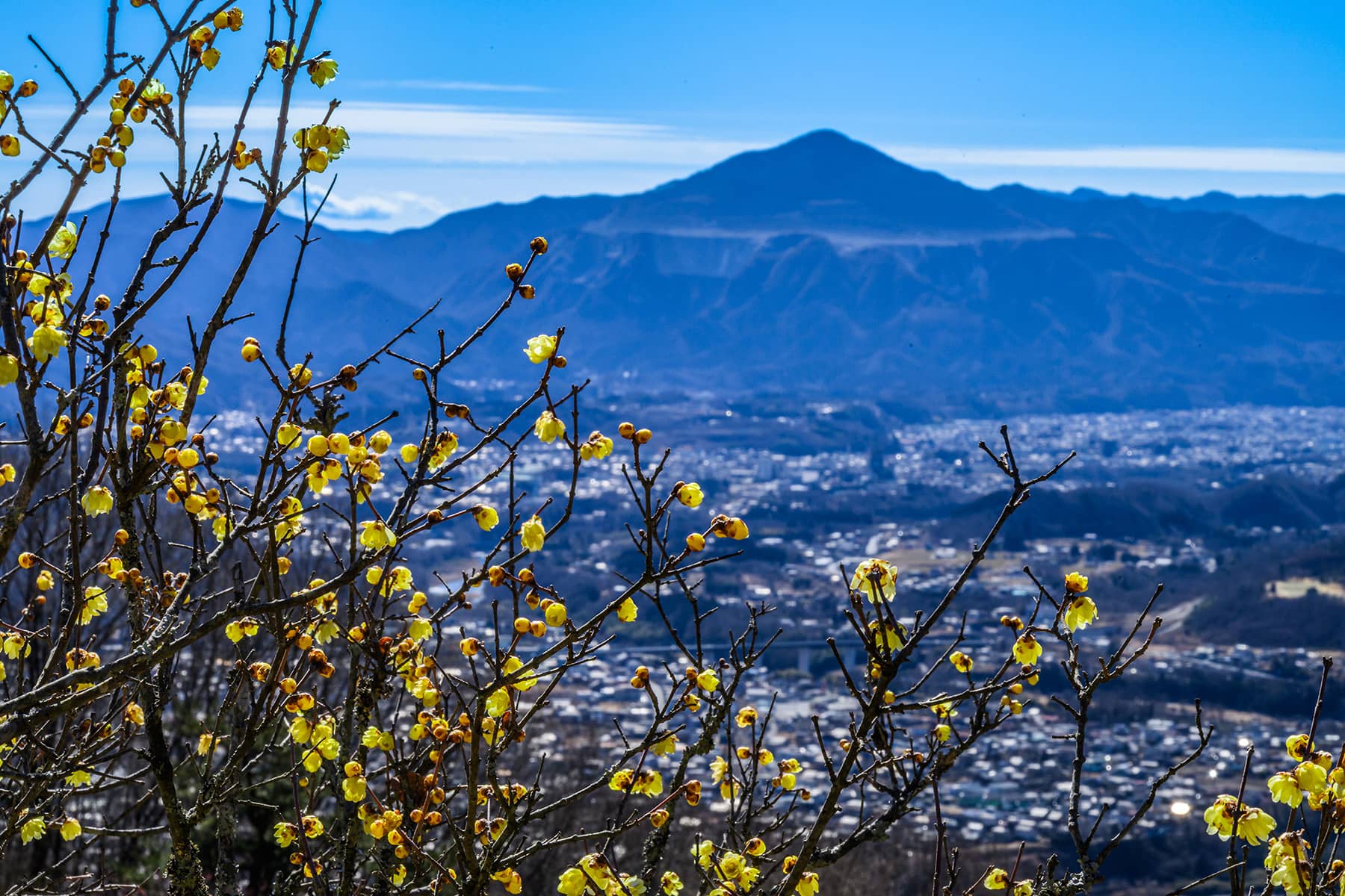 宝登山の臘梅(ロウバイ)園 【埼玉県秩父郡長瀞町】| フォトさいたま