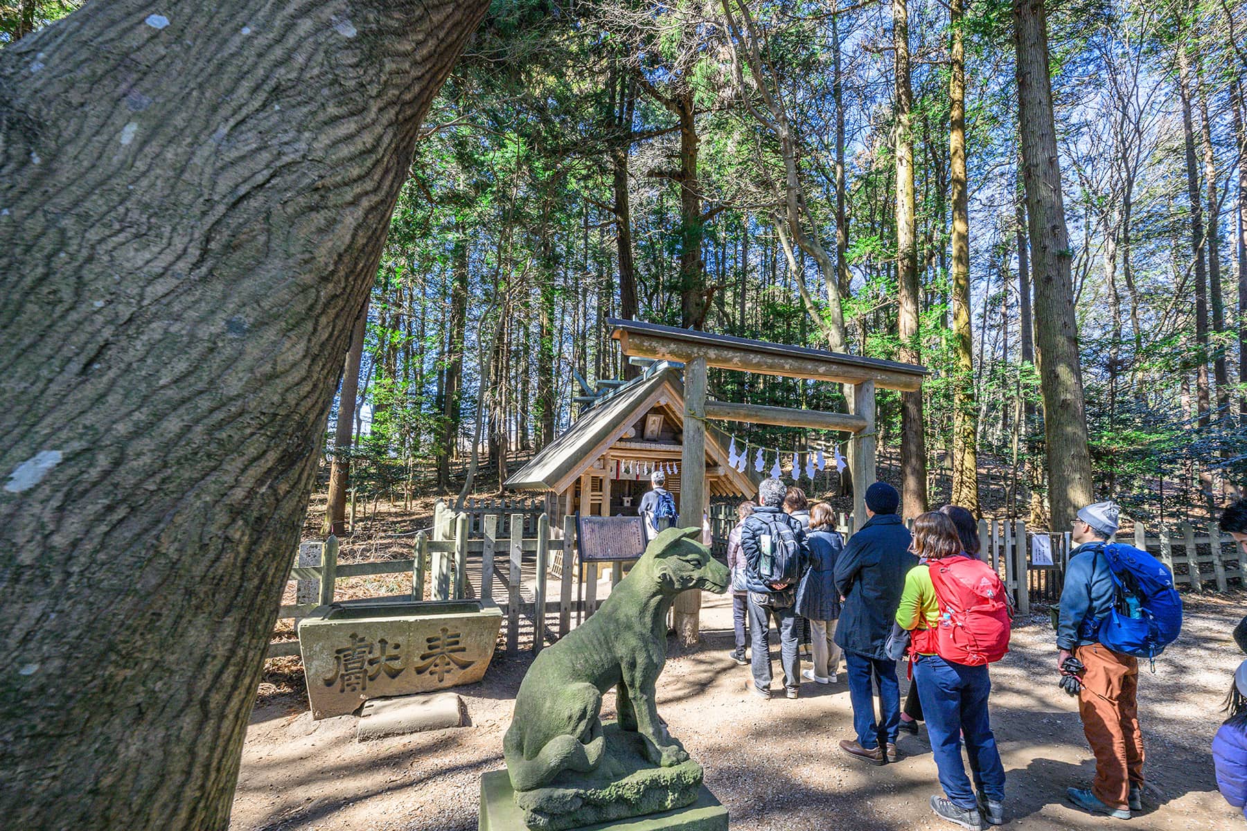 宝登山の臘梅(ロウバイ)園 【埼玉県秩父郡長瀞町】| フォトさいたま
