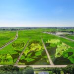 行田市の田んぼアート 【古代蓮の里（古代蓮会館東側の田んぼ）｜埼玉県行田市】| フォトさいたま