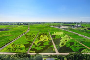 行田市の田んぼアート