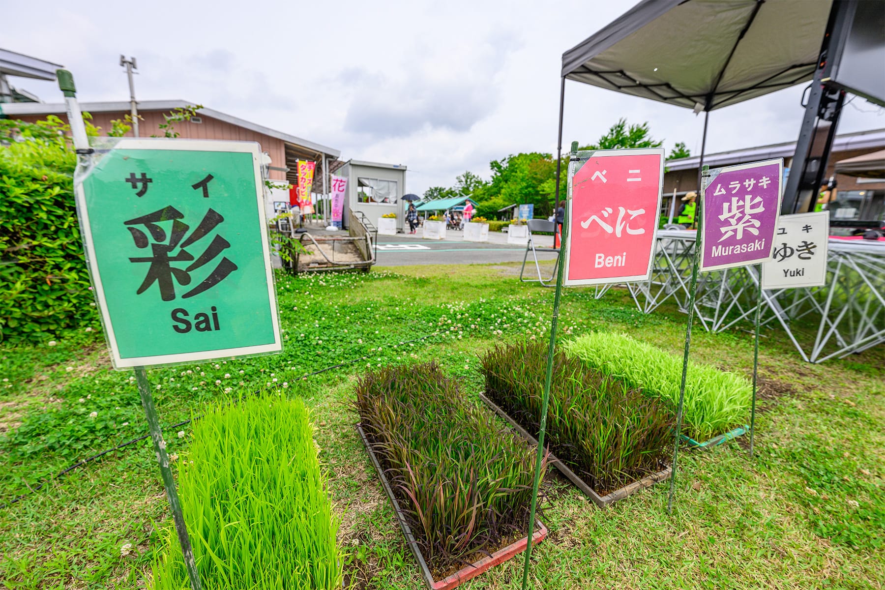 行田市の田んぼアート 【古代蓮の里（古代蓮会館東側の田んぼ）｜埼玉県行田市】| フォトさいたま