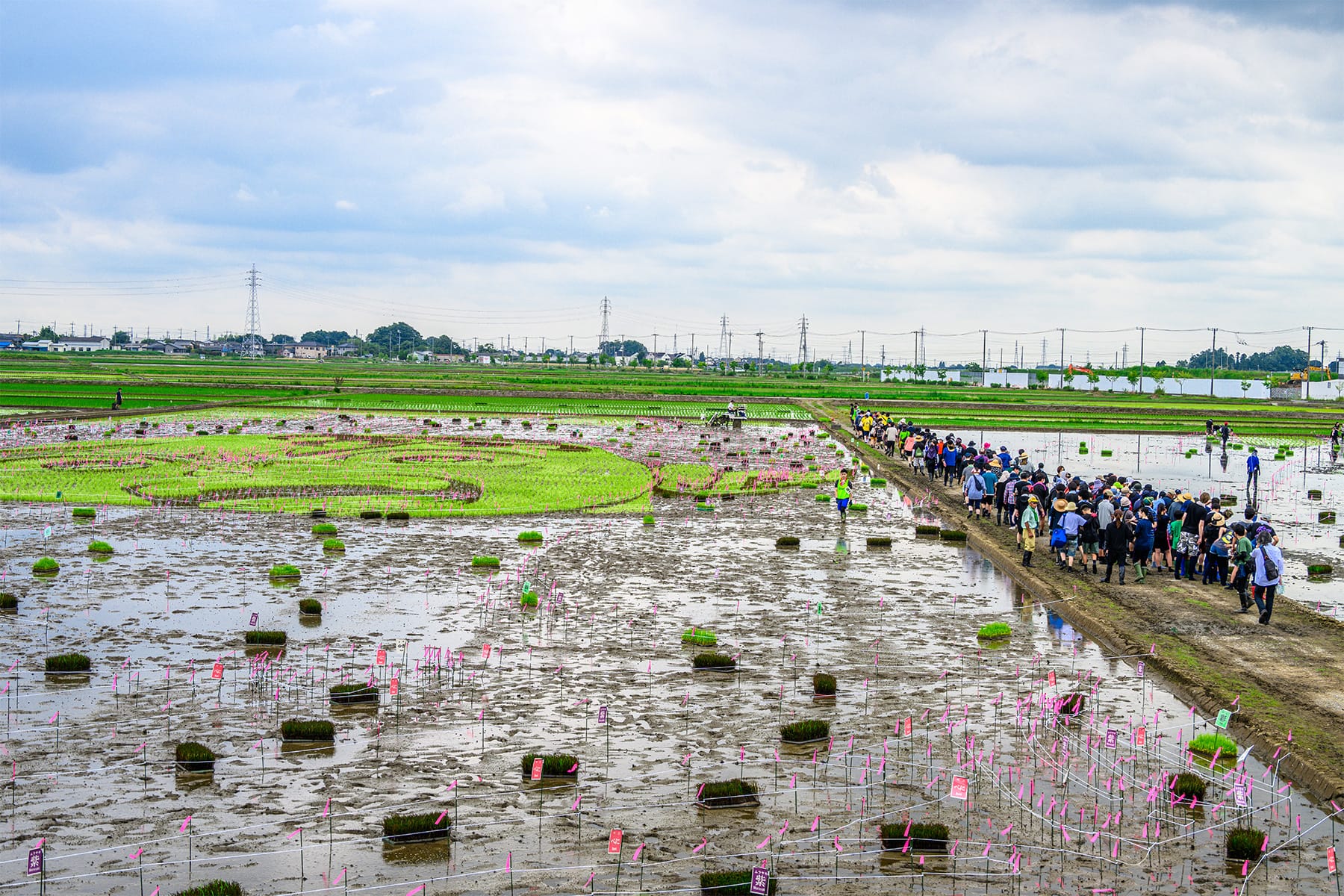 行田市の田んぼアート 【古代蓮の里（古代蓮会館東側の田んぼ）｜埼玉県行田市】| フォトさいたま