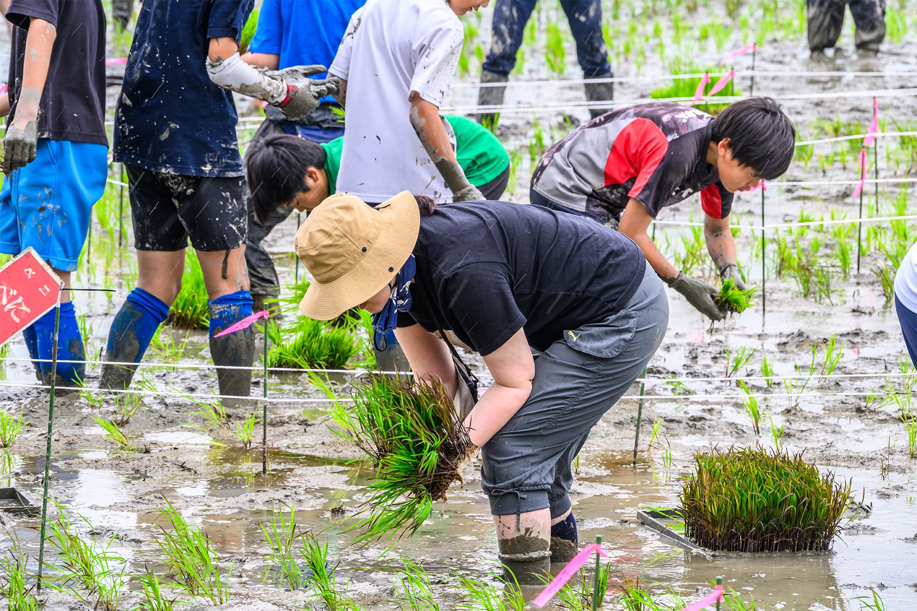 行田市の田んぼアート 【古代蓮の里（古代蓮会館東側の田んぼ）｜埼玉県行田市】| フォトさいたま