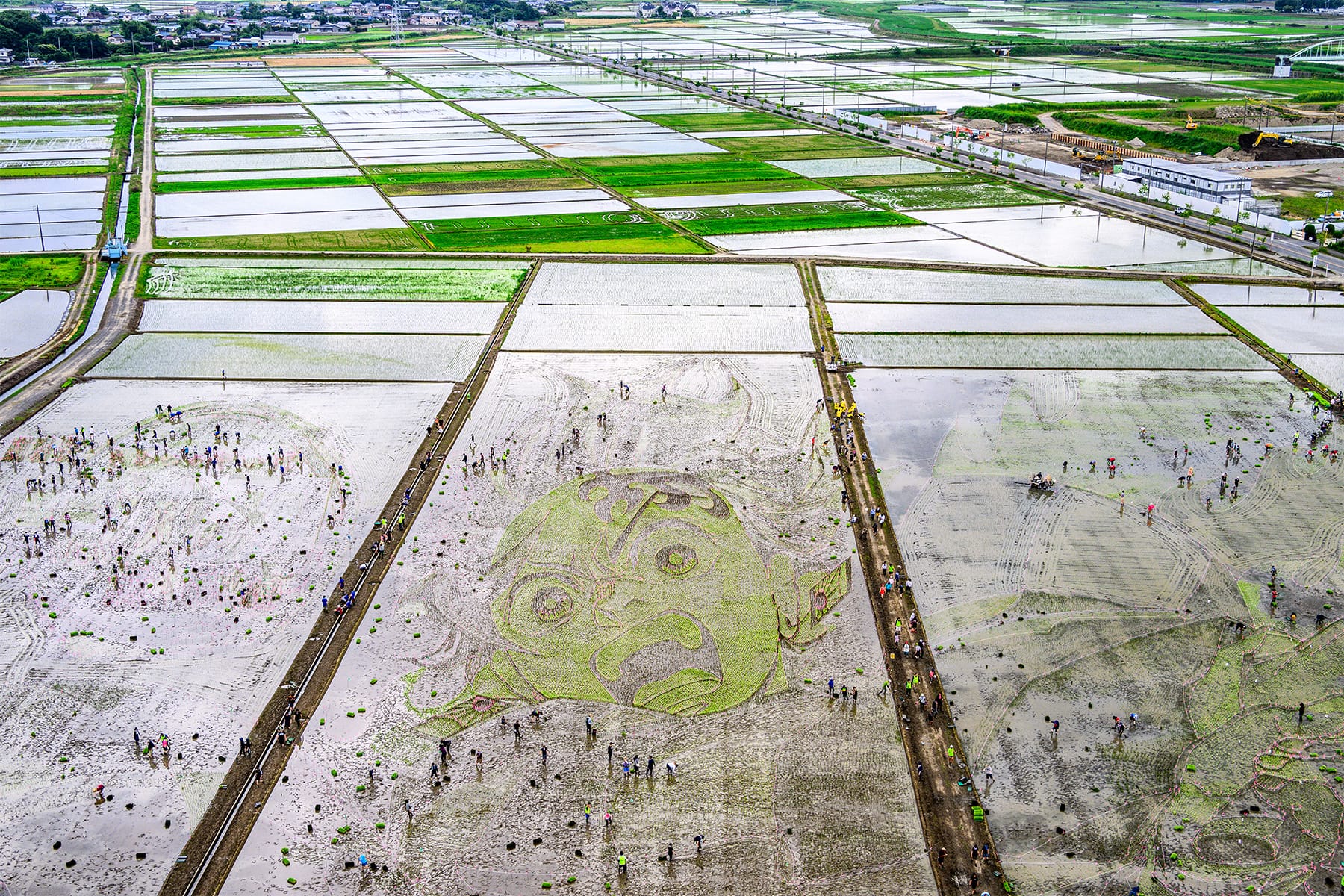 行田市の田んぼアート 【古代蓮の里（古代蓮会館東側の田んぼ）｜埼玉県行田市】| フォトさいたま