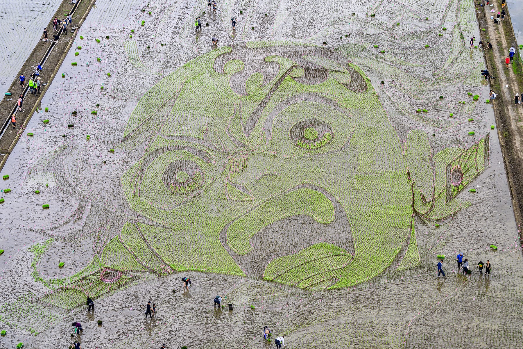 行田市の田んぼアート 【古代蓮の里（古代蓮会館東側の田んぼ）｜埼玉県行田市】| フォトさいたま