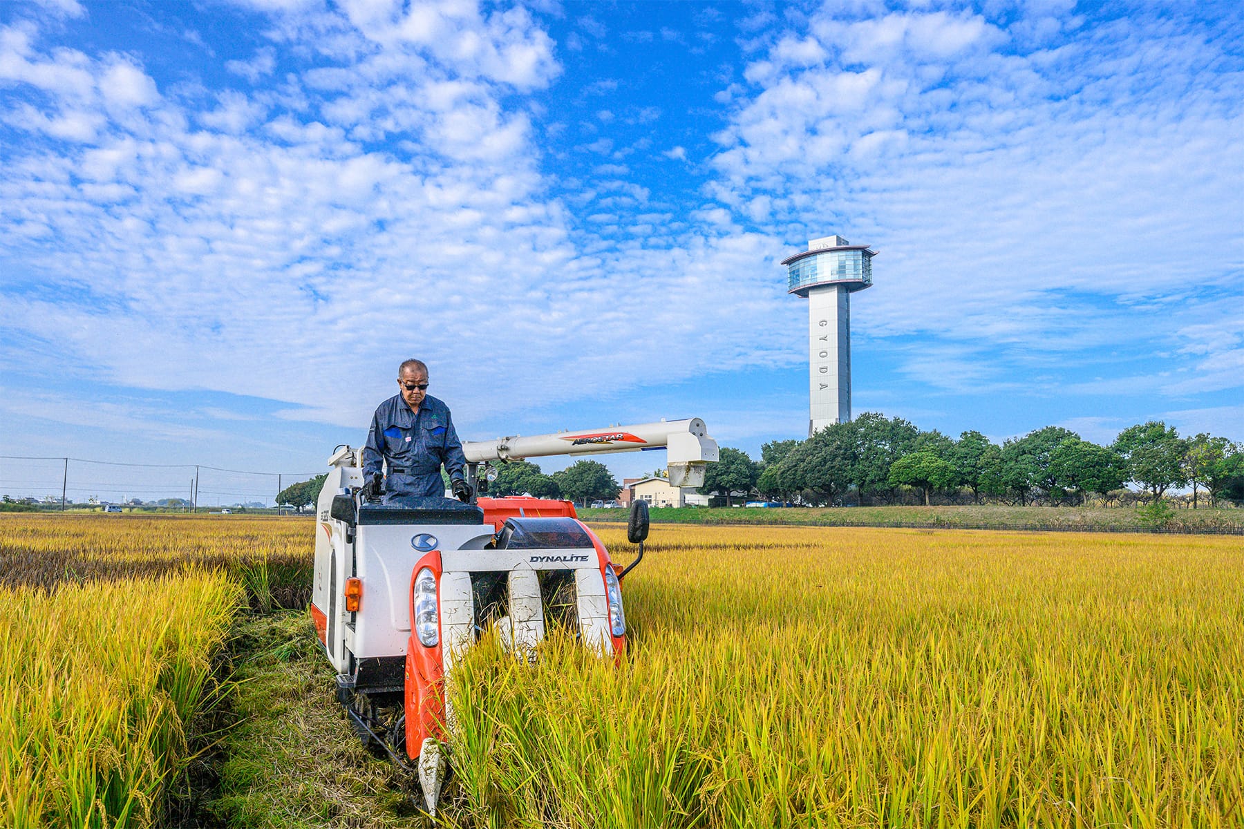 行田市の田んぼアート 【古代蓮の里（古代蓮会館東側の田んぼ）｜埼玉県行田市】| フォトさいたま