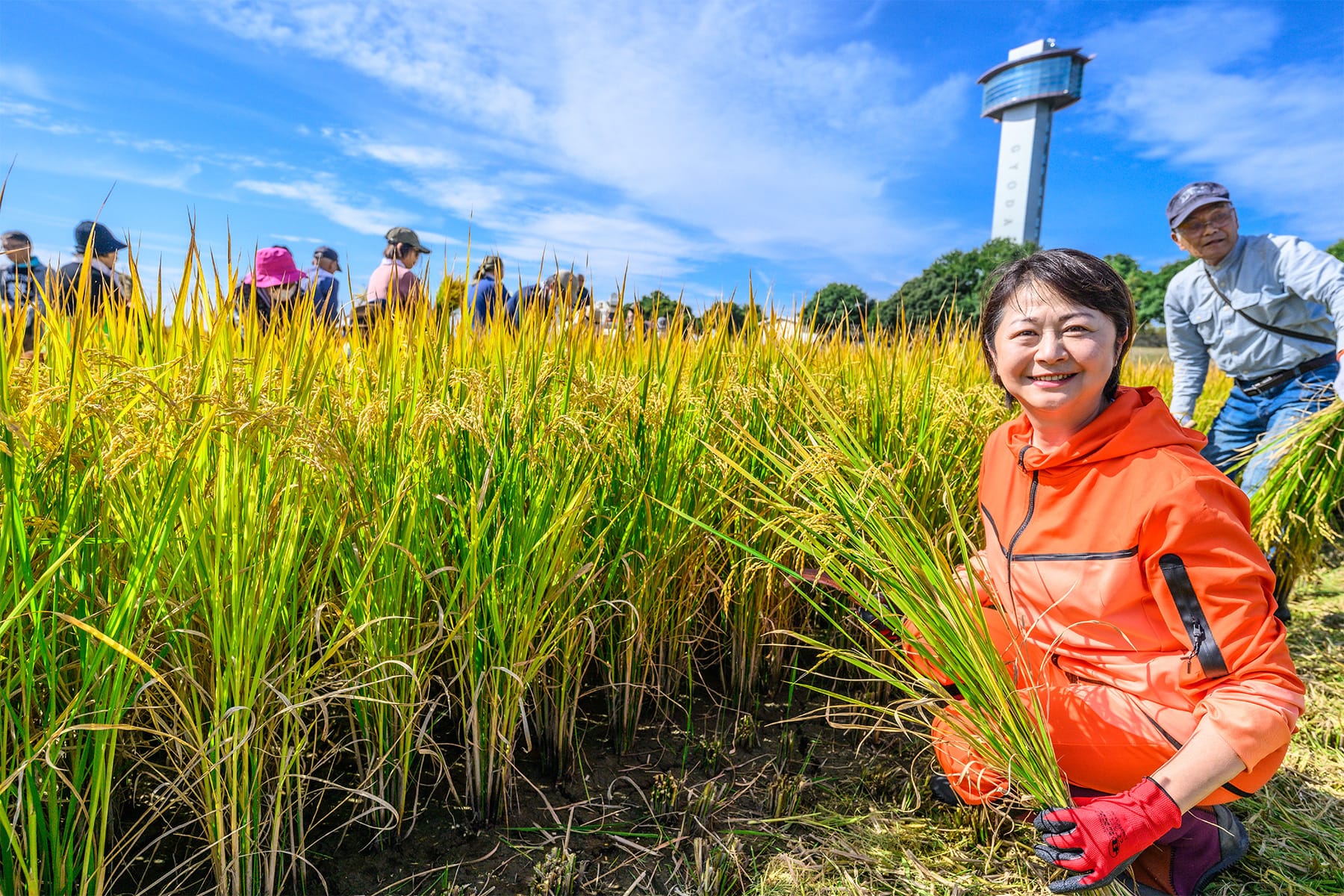 行田市の田んぼアート 【古代蓮の里（古代蓮会館東側の田んぼ）｜埼玉県行田市】| フォトさいたま