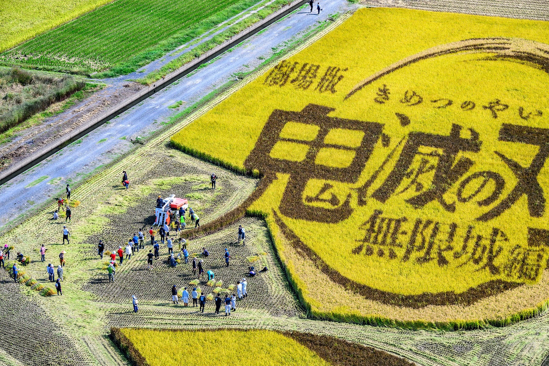 行田市の田んぼアート 【古代蓮の里（古代蓮会館東側の田んぼ）｜埼玉県行田市】| フォトさいたま
