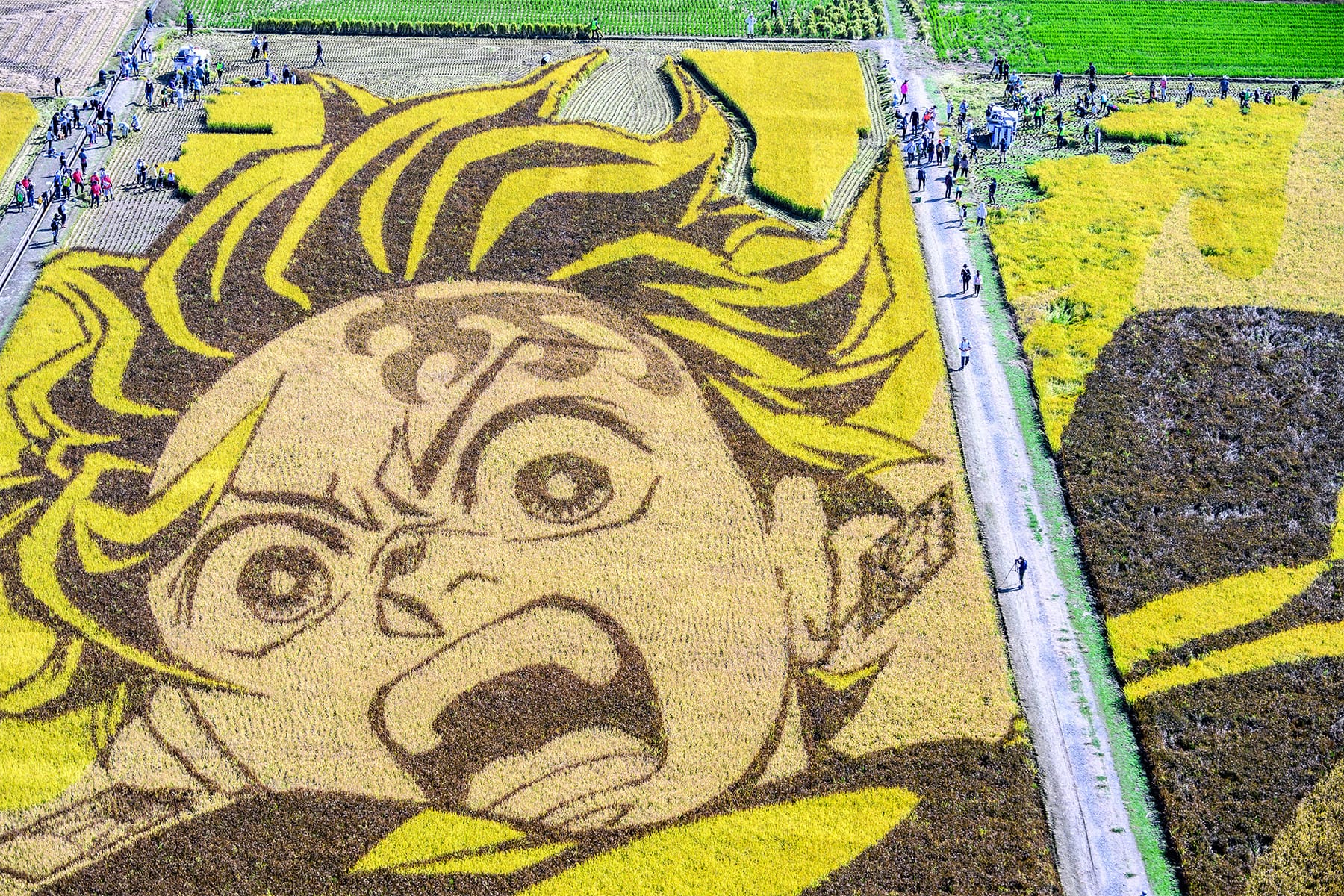 行田市の田んぼアート 【古代蓮の里（古代蓮会館東側の田んぼ）｜埼玉県行田市】| フォトさいたま