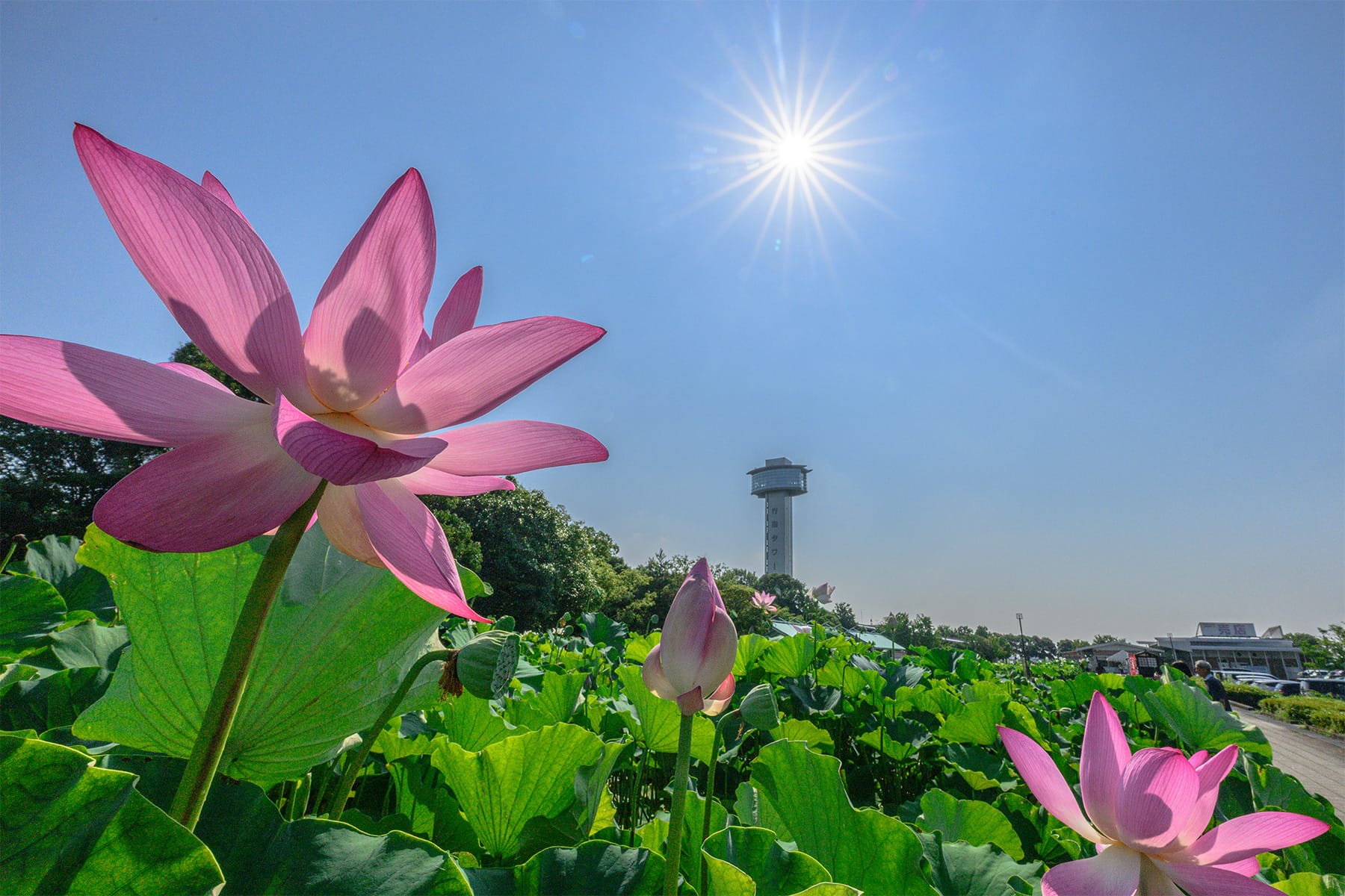 行田市の田んぼアート 【古代蓮の里（古代蓮会館東側の田んぼ）｜埼玉県行田市】| フォトさいたま