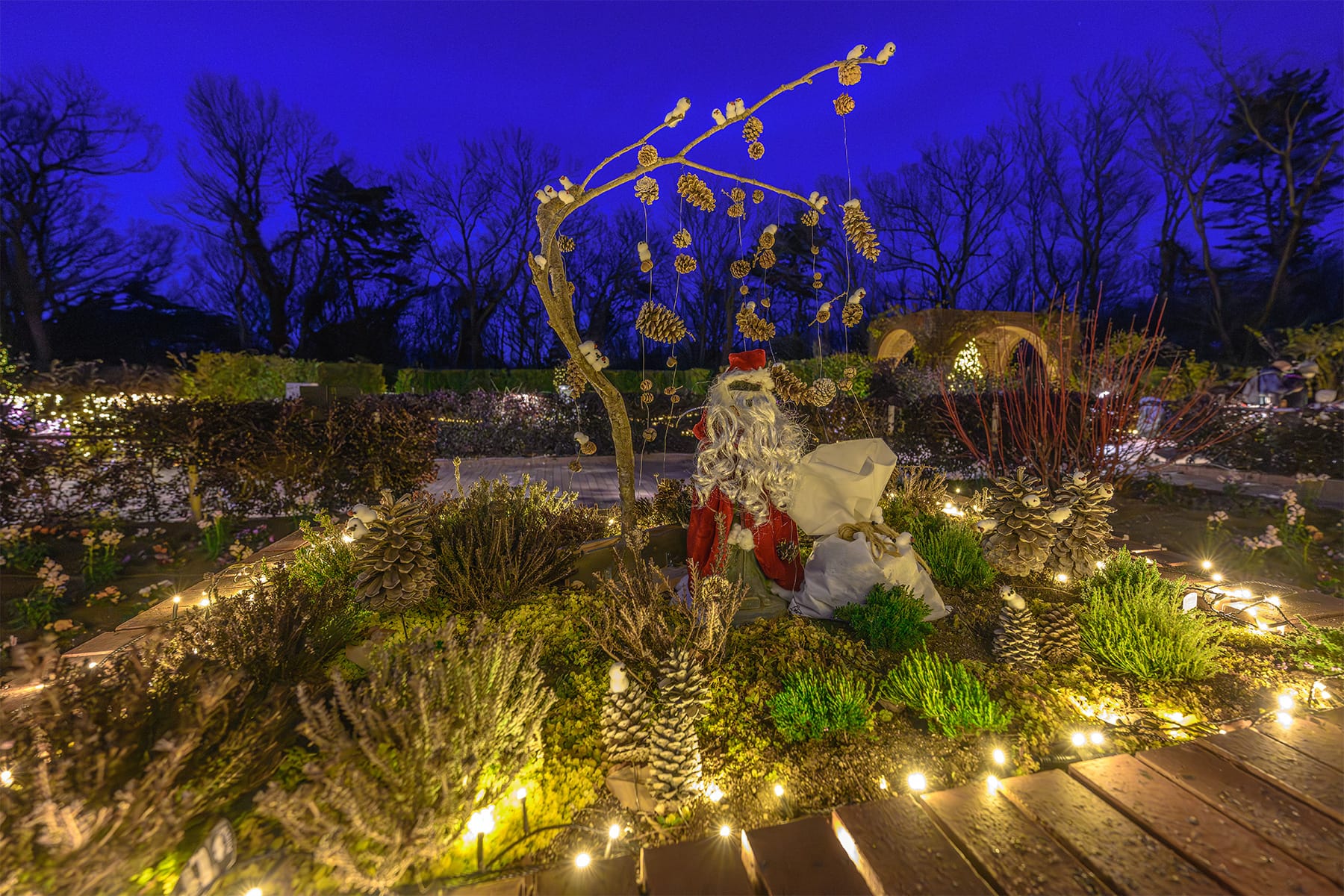 森林公園イルミネーション 【国営武蔵丘陵森林公園｜埼玉県比企郡滑川町】| フォトさいたま