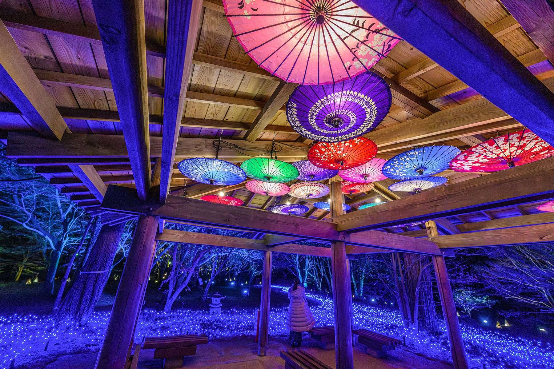 森林公園イルミネーション 【国営武蔵丘陵森林公園｜埼玉県比企郡滑川町】| フォトさいたま