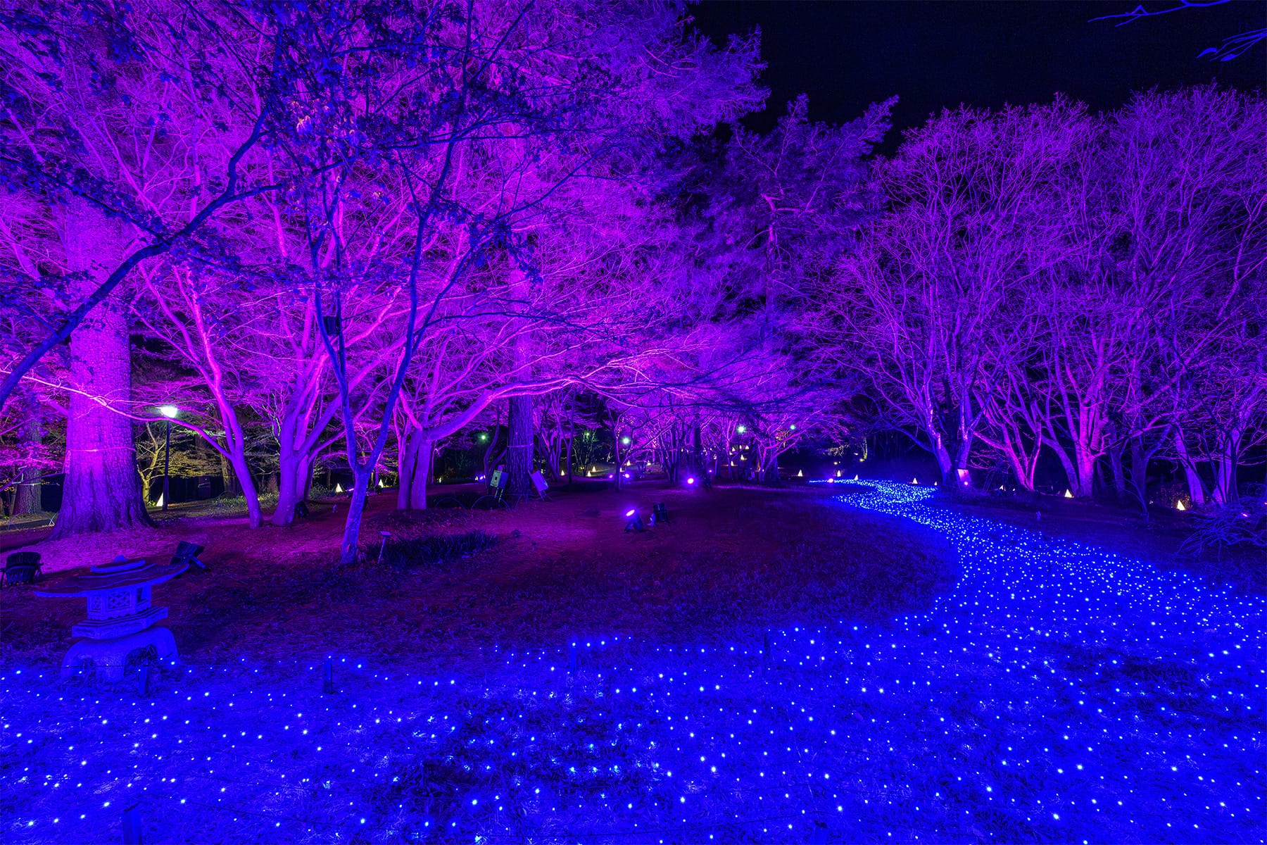 森林公園イルミネーション 【国営武蔵丘陵森林公園｜埼玉県比企郡滑川町】| フォトさいたま