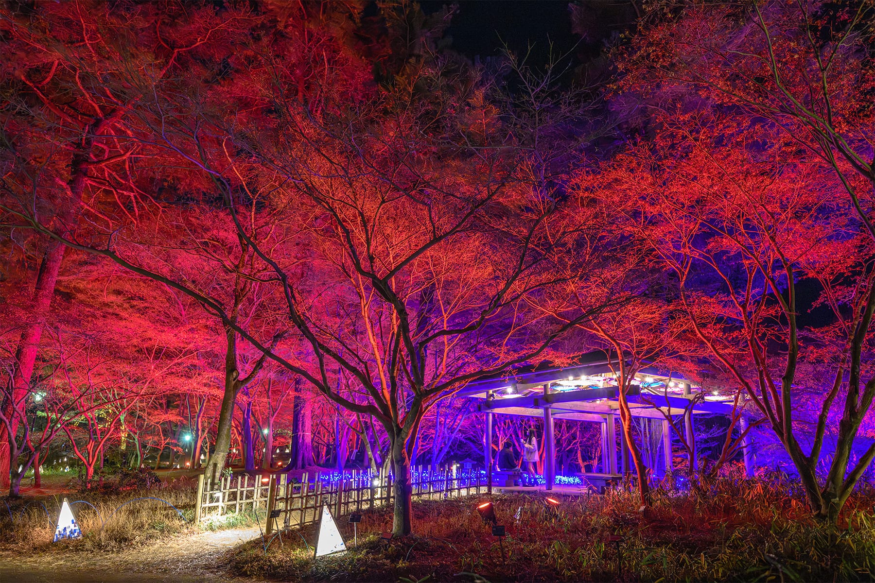 森林公園イルミネーション 【国営武蔵丘陵森林公園｜埼玉県比企郡滑川町】| フォトさいたま