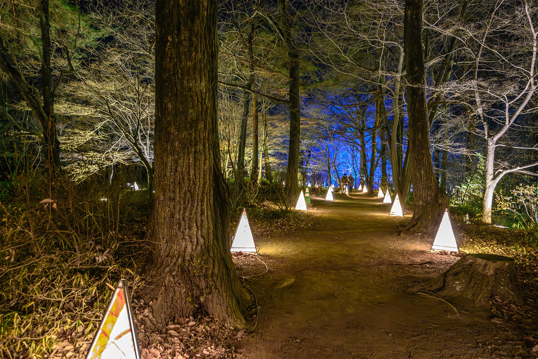 森林公園イルミネーション 【国営武蔵丘陵森林公園｜埼玉県比企郡滑川町】| フォトさいたま